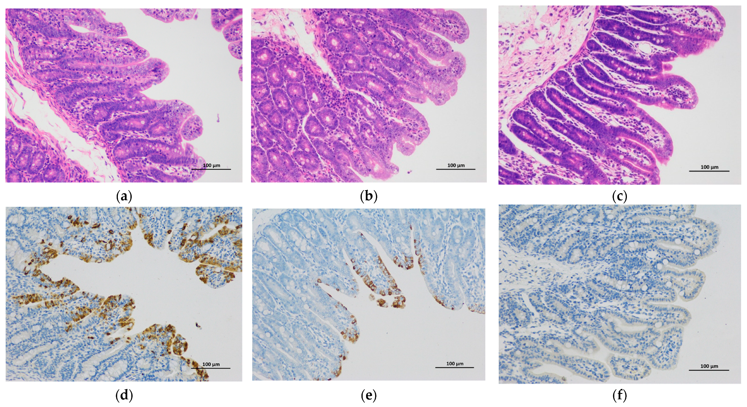 Viruses 13 01562 g005