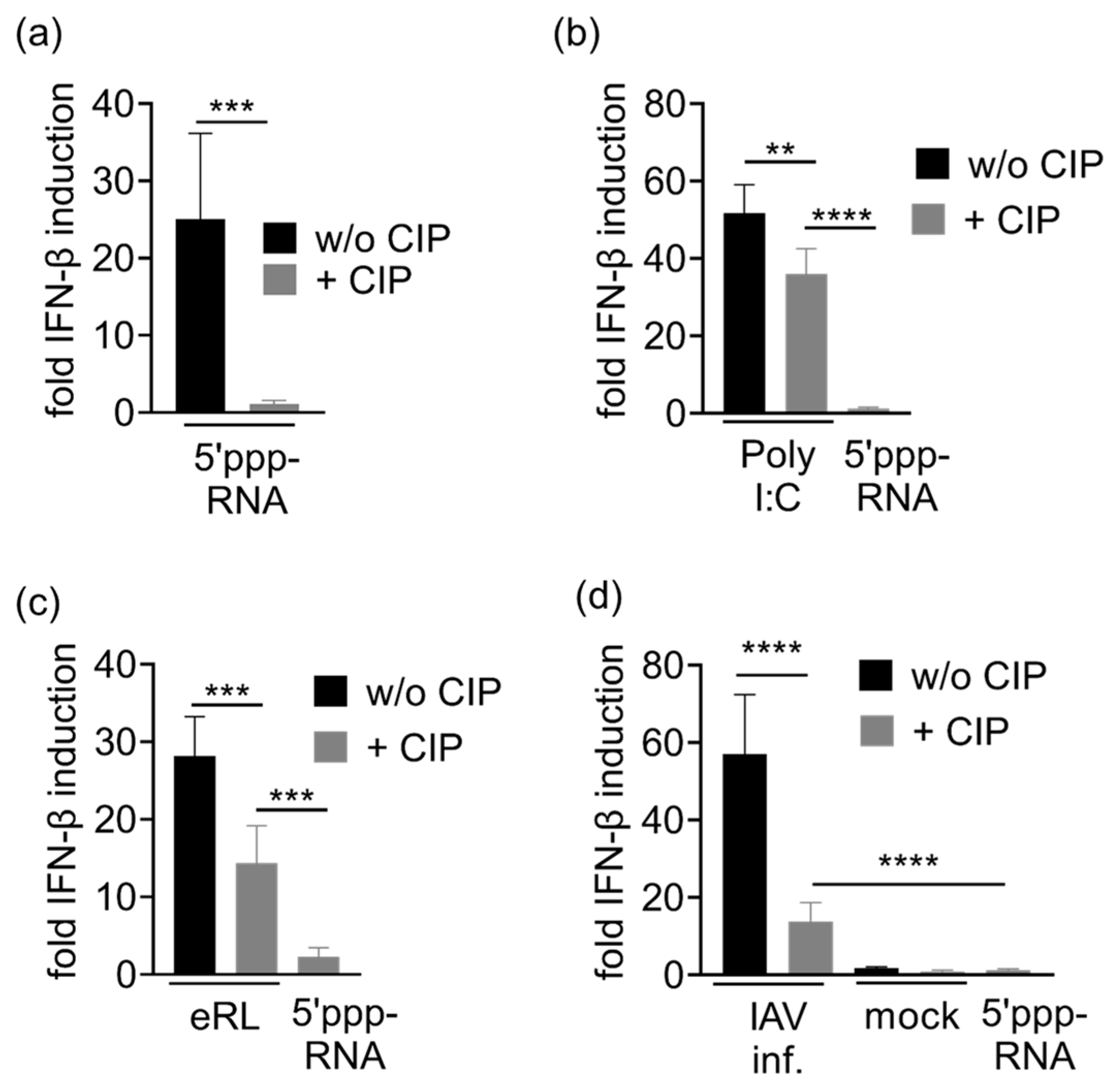 Viruses 13 01564 g003