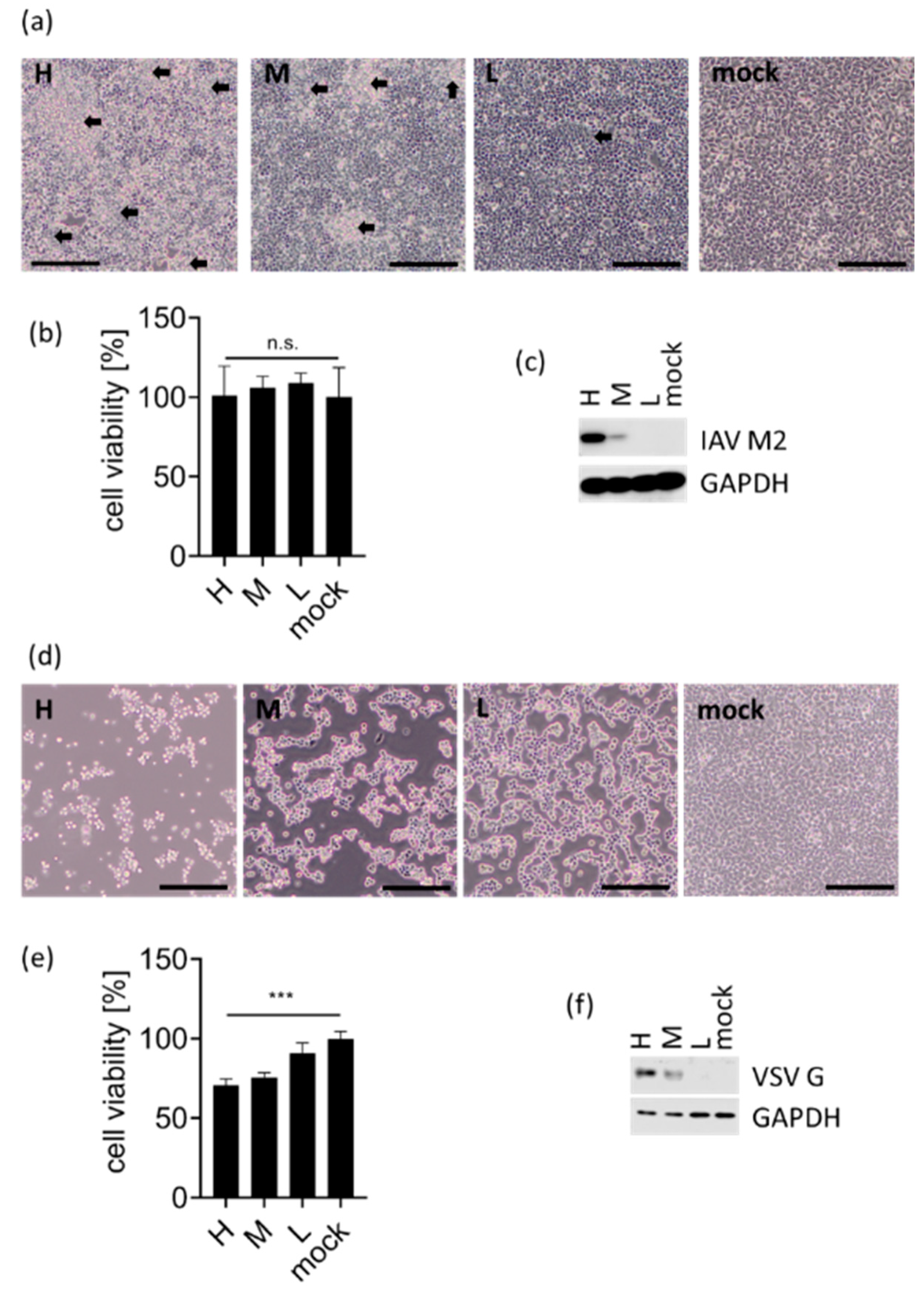 Viruses 13 01564 g0a1