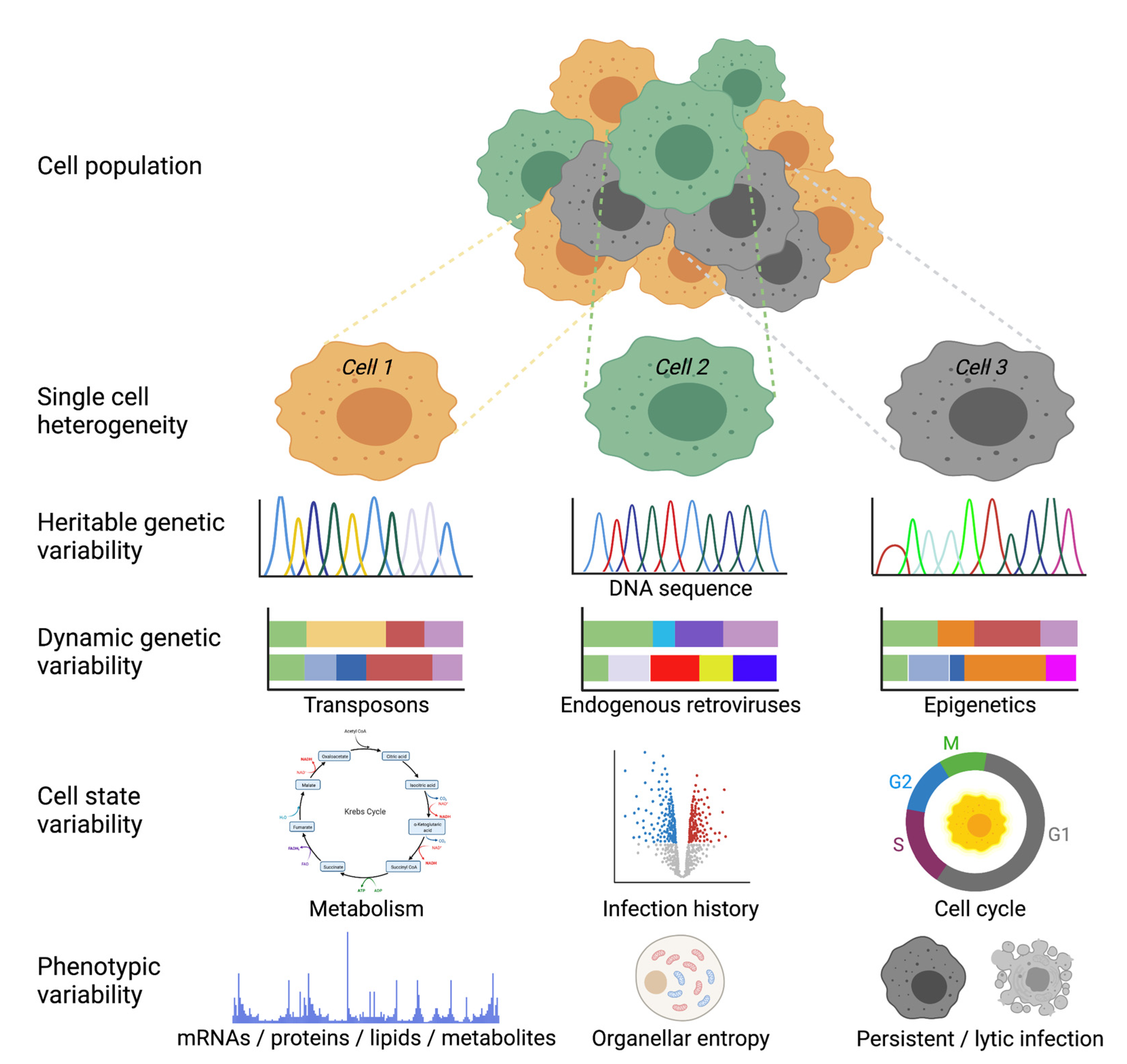 Viruses 13 01568 g003