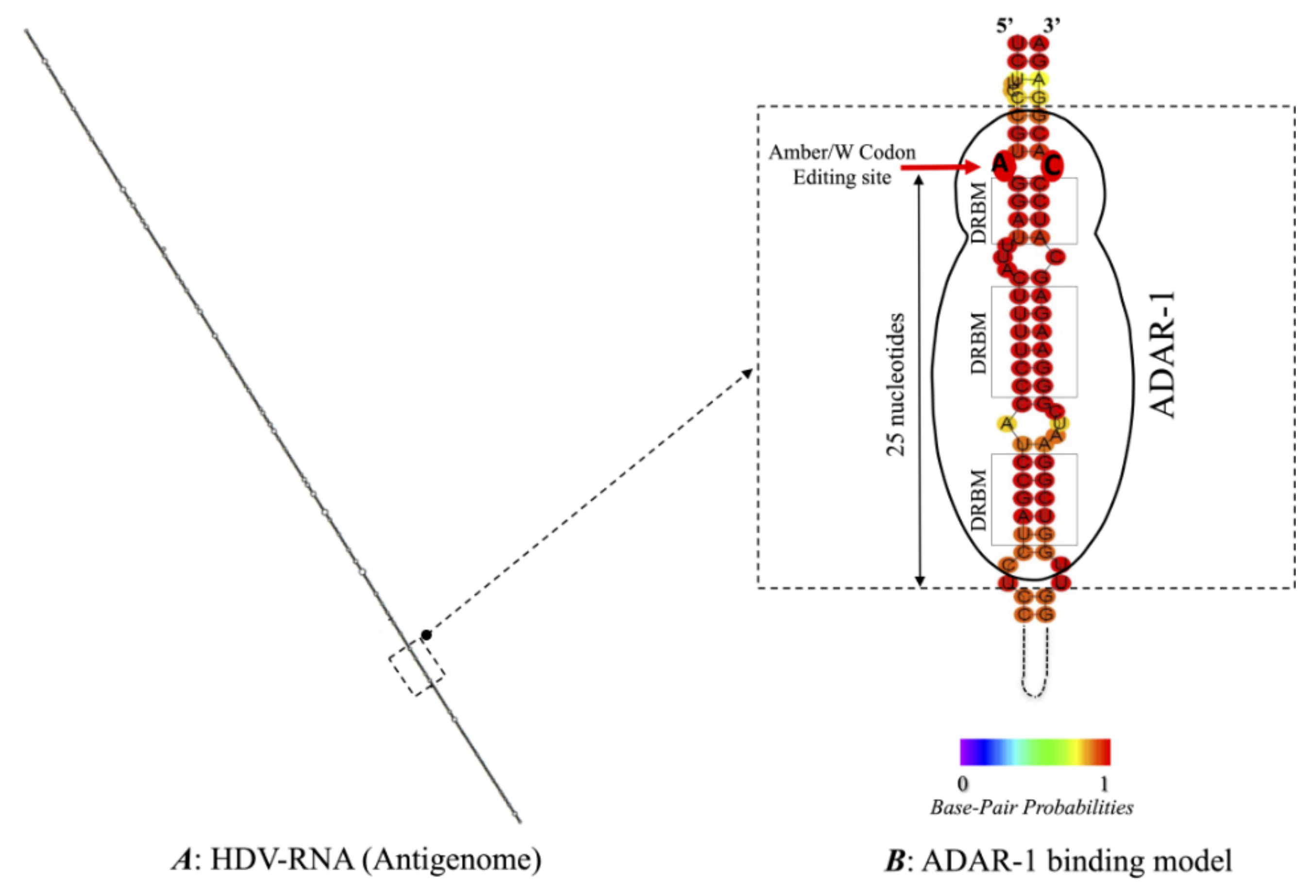 Viruses 13 01572 g003