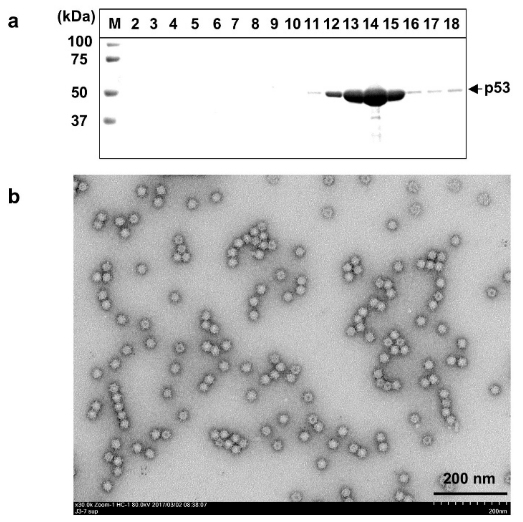 Viruses 13 01573 g001