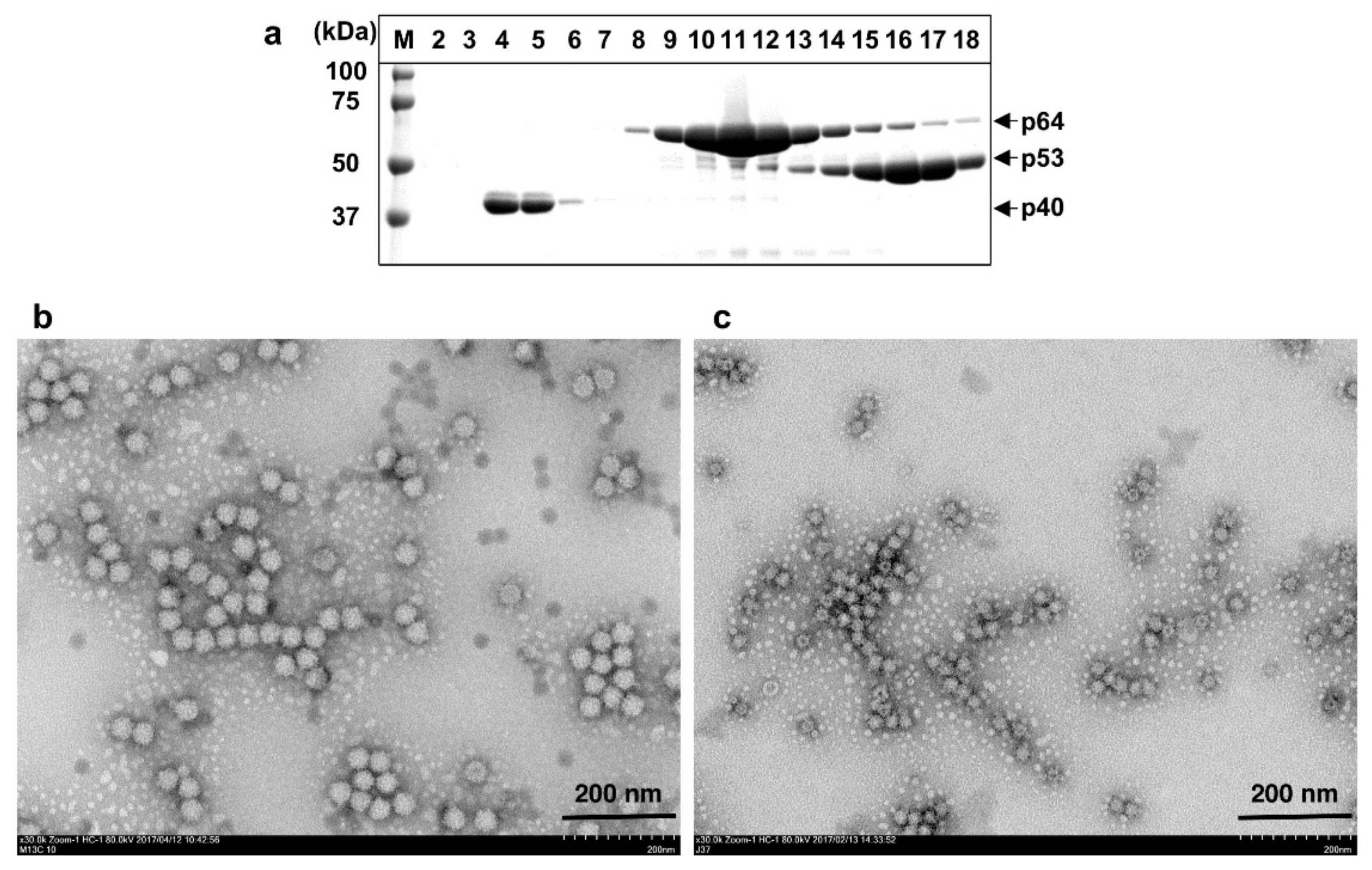 Viruses 13 01573 g002