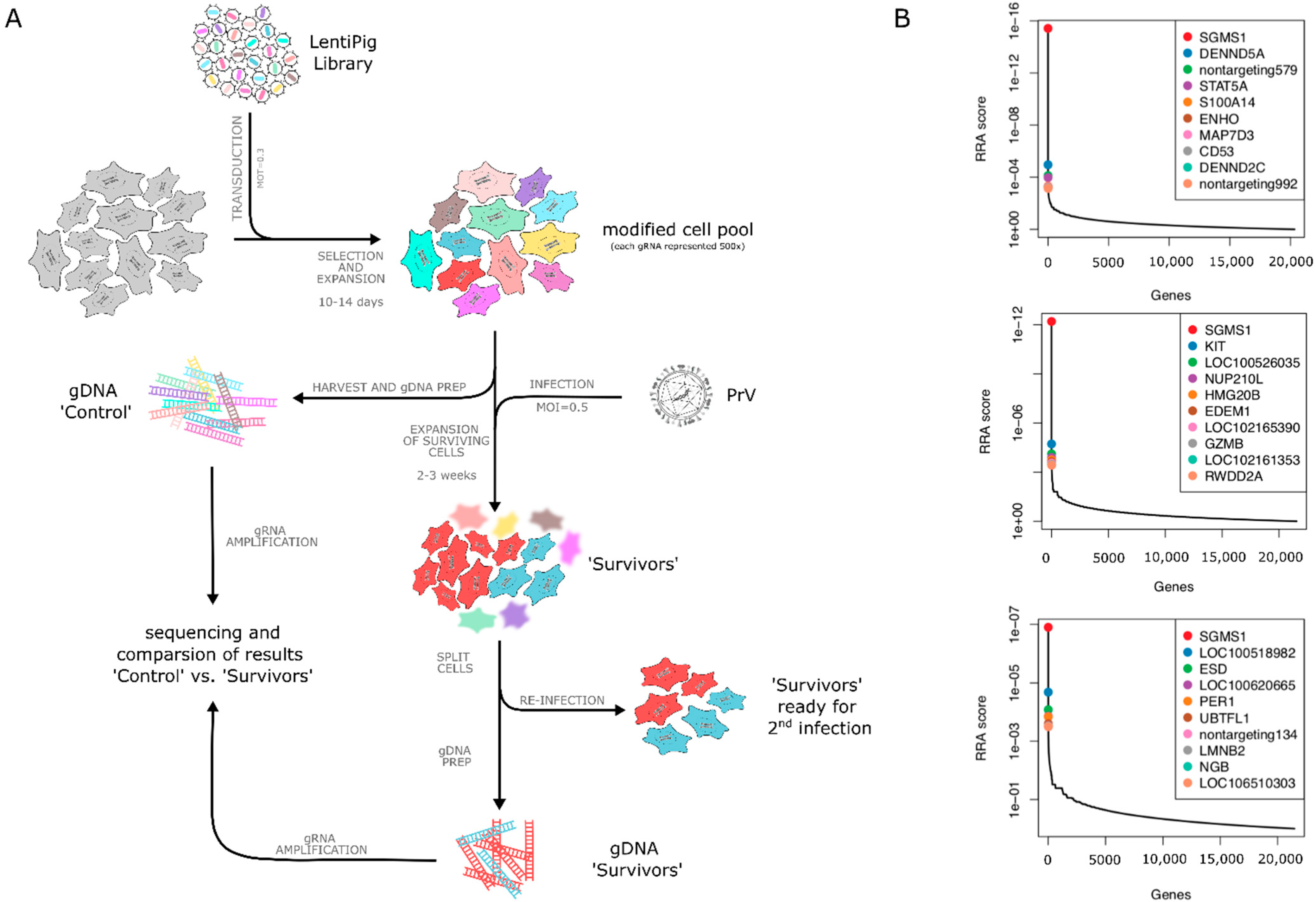 Viruses 13 01574 g001
