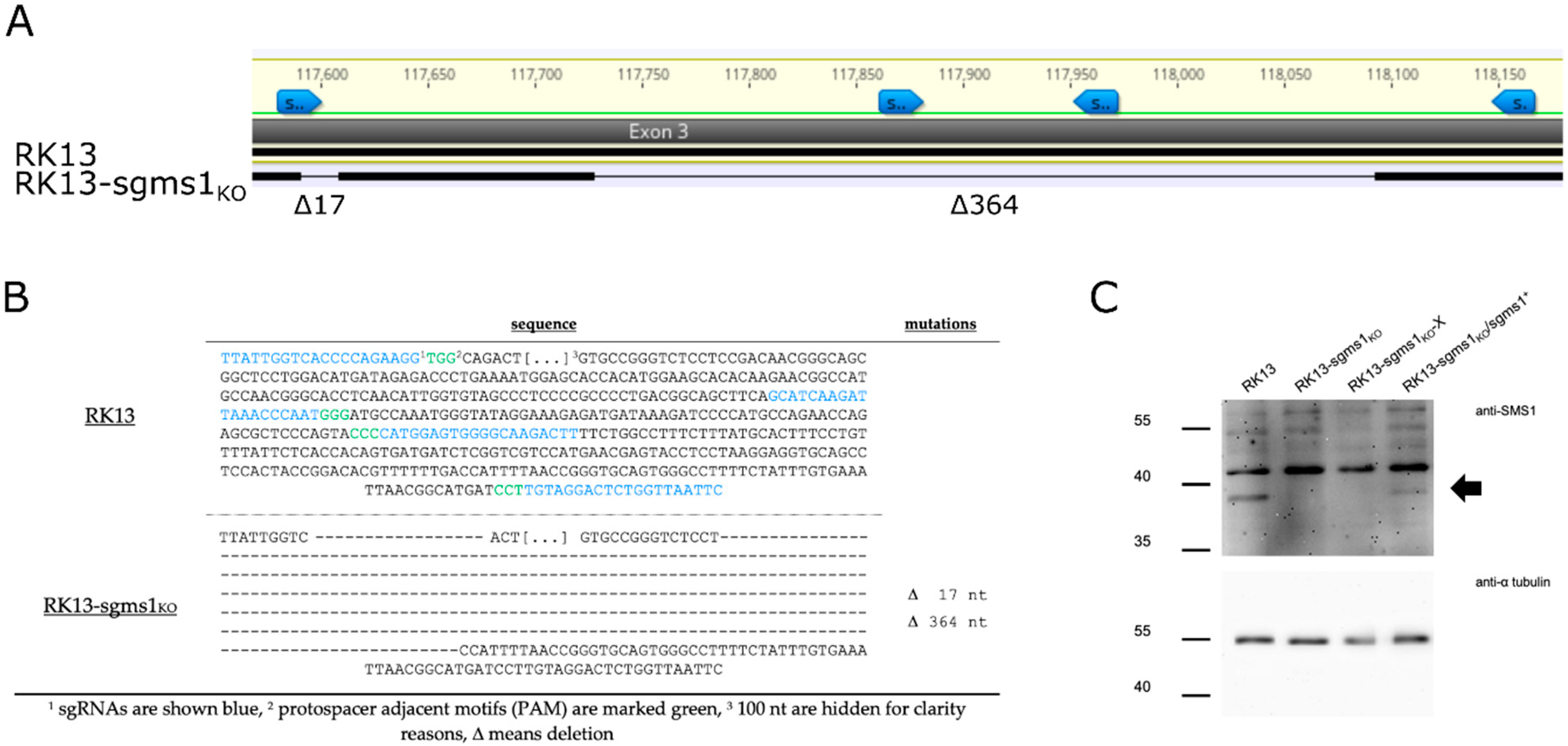 Viruses 13 01574 g002