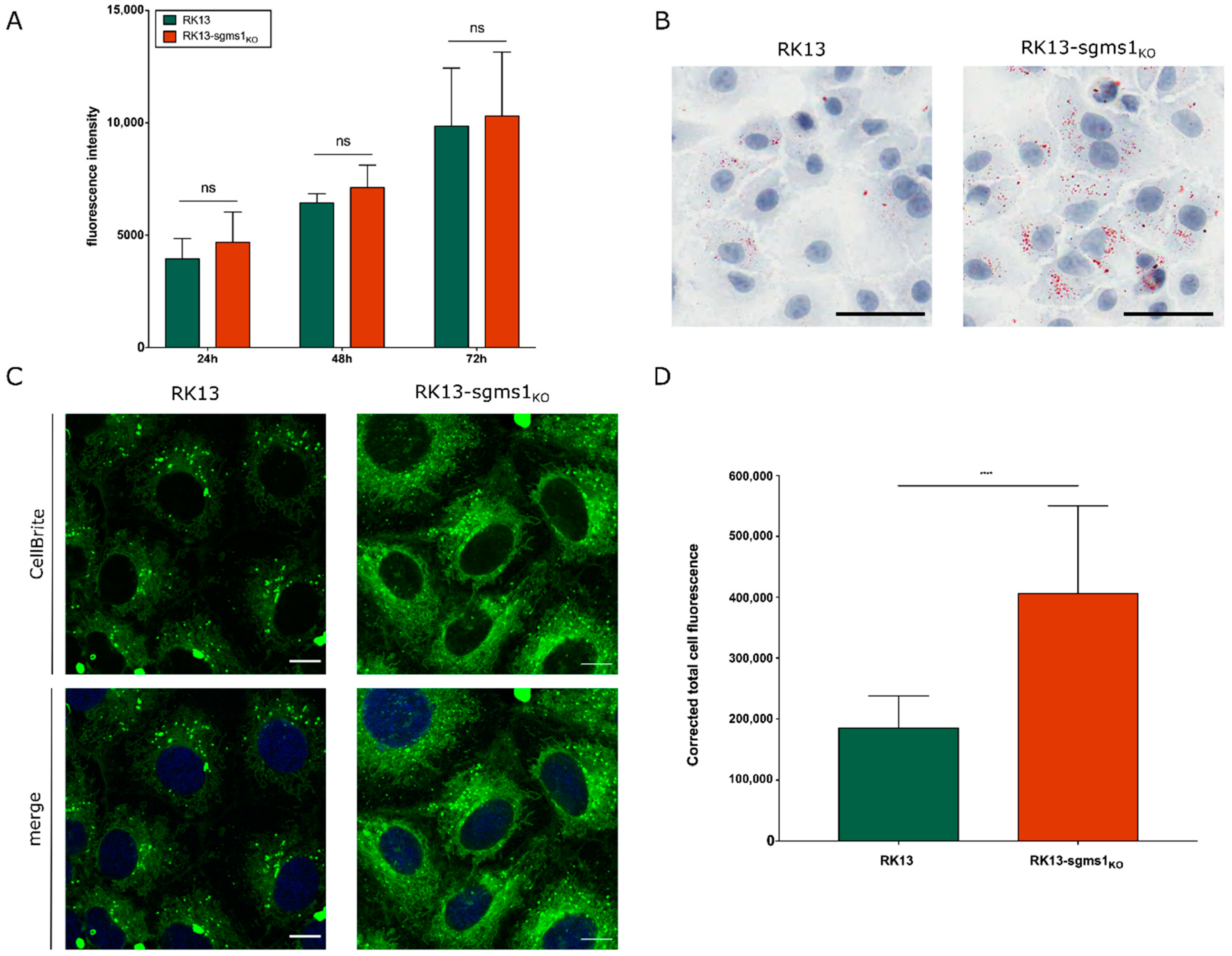 Viruses 13 01574 g003