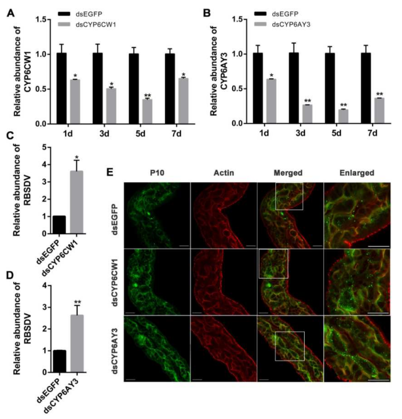 Viruses 13 01576 g005