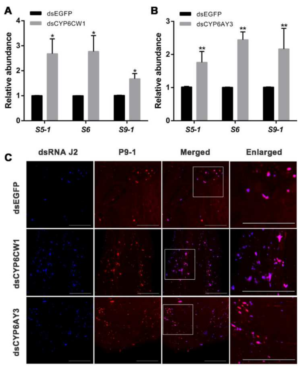 Viruses 13 01576 g006