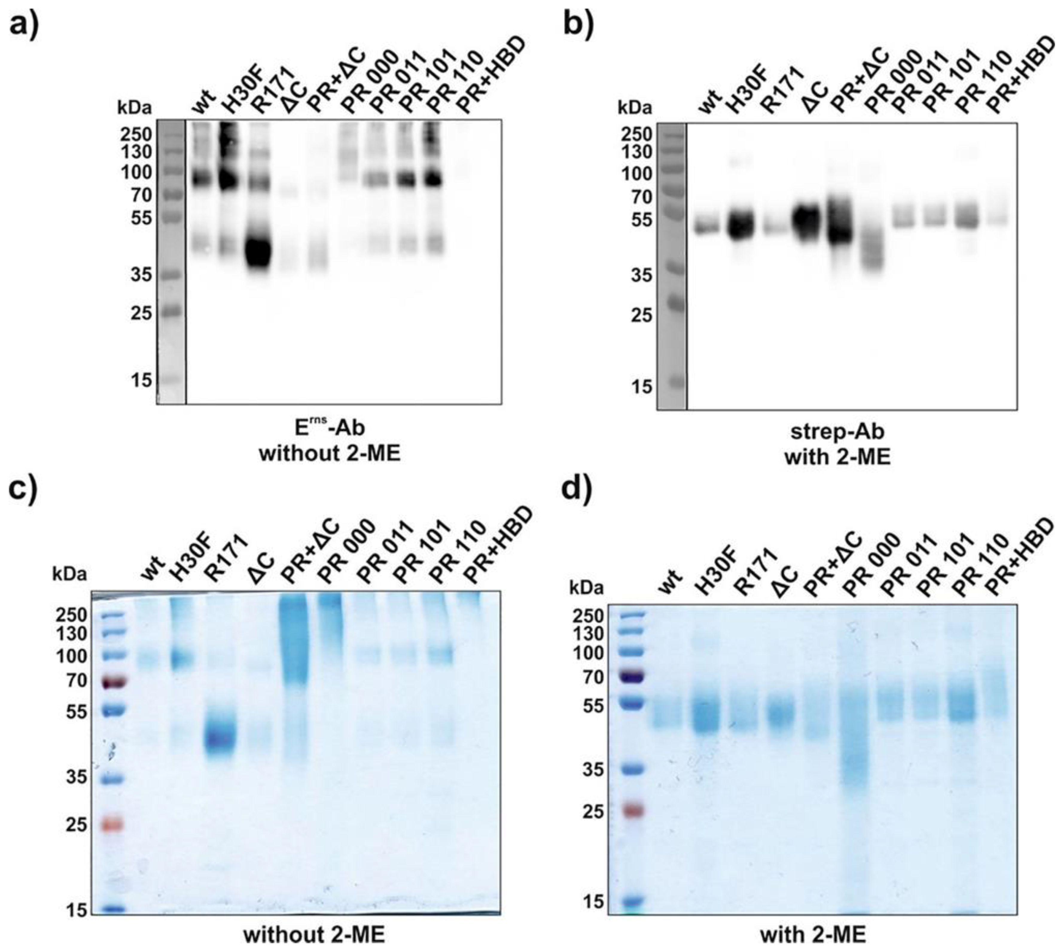 Viruses 13 01581 g002 550