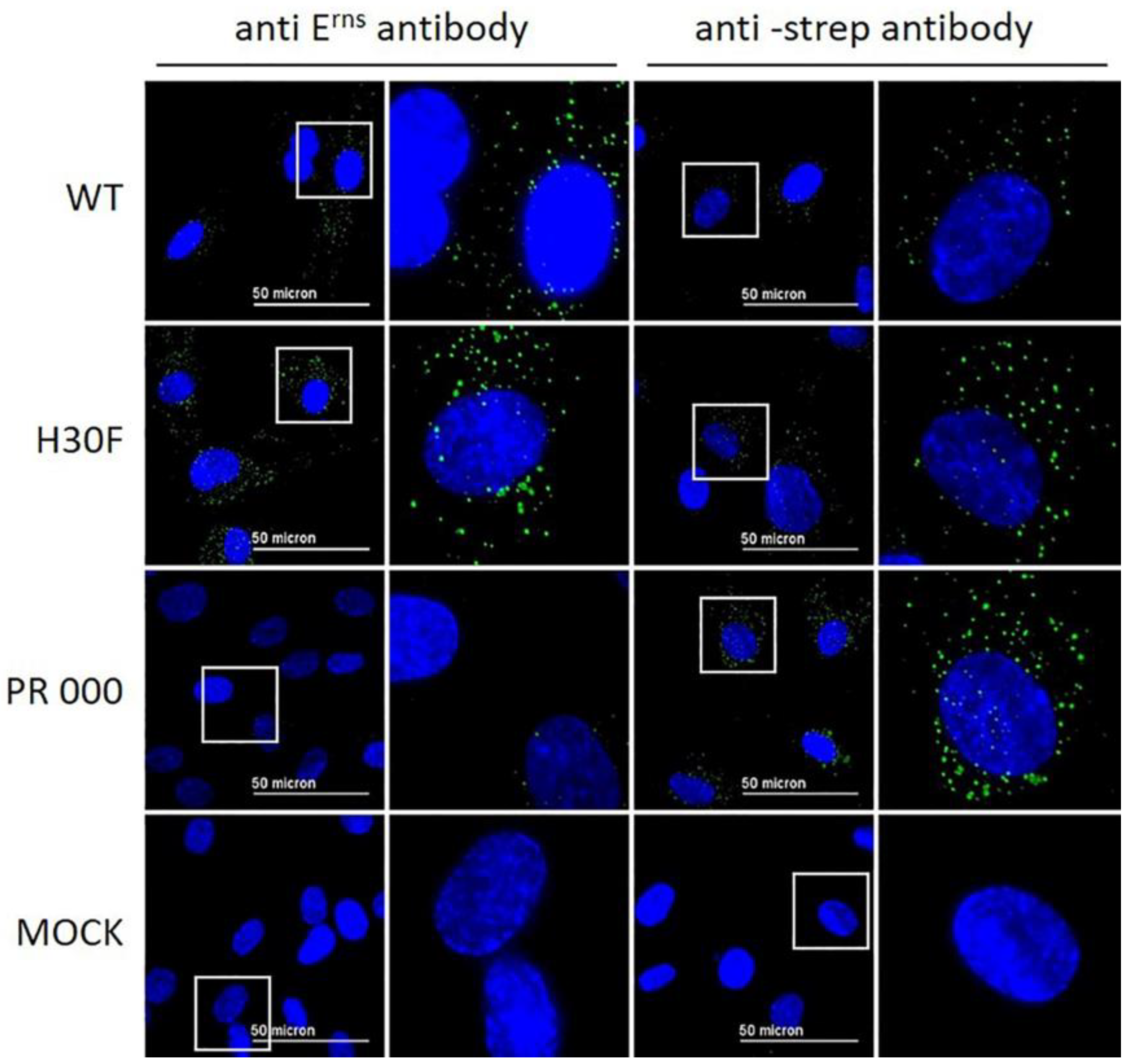 Viruses 13 01581 g004 550