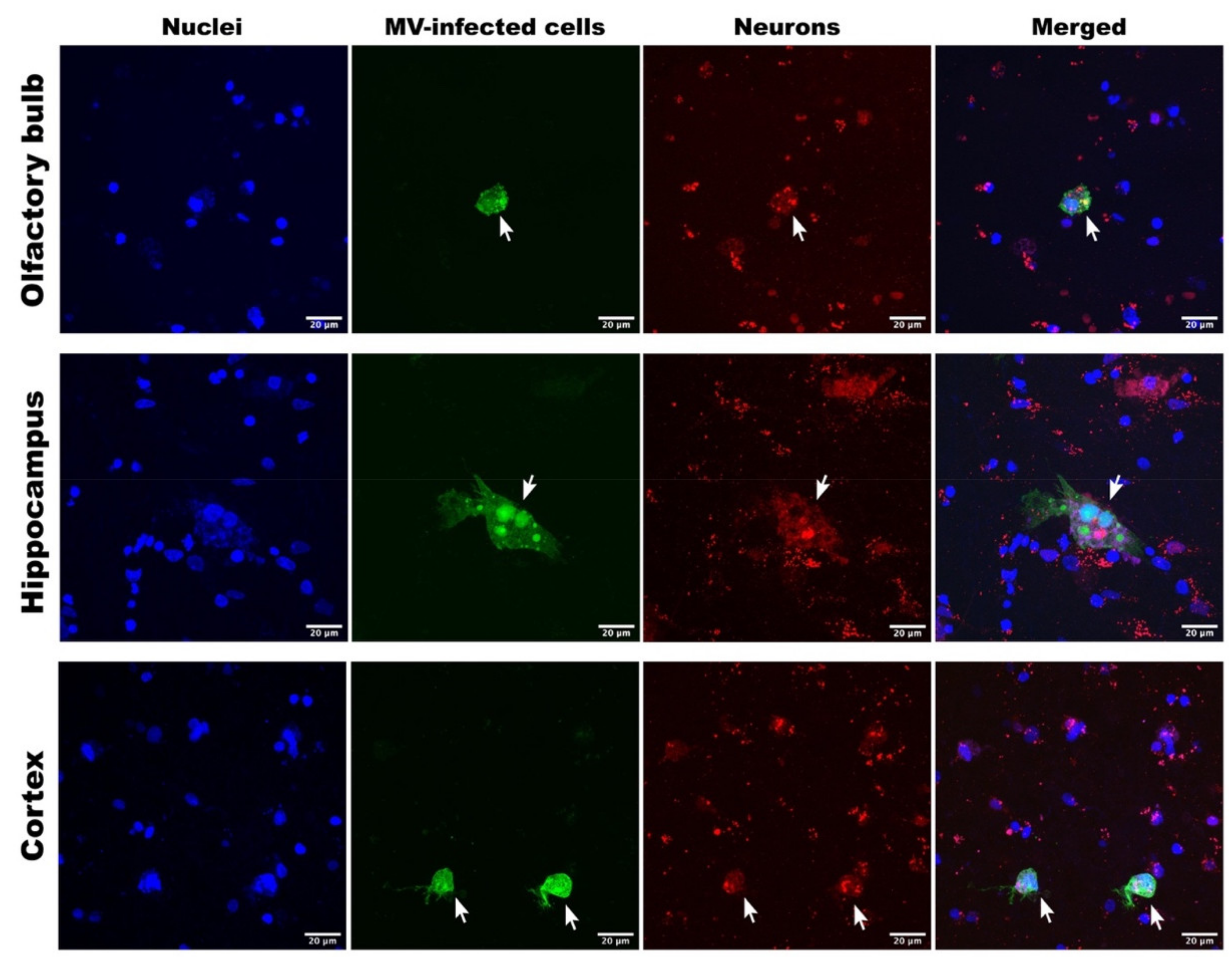 Viruses 13 01582 g003