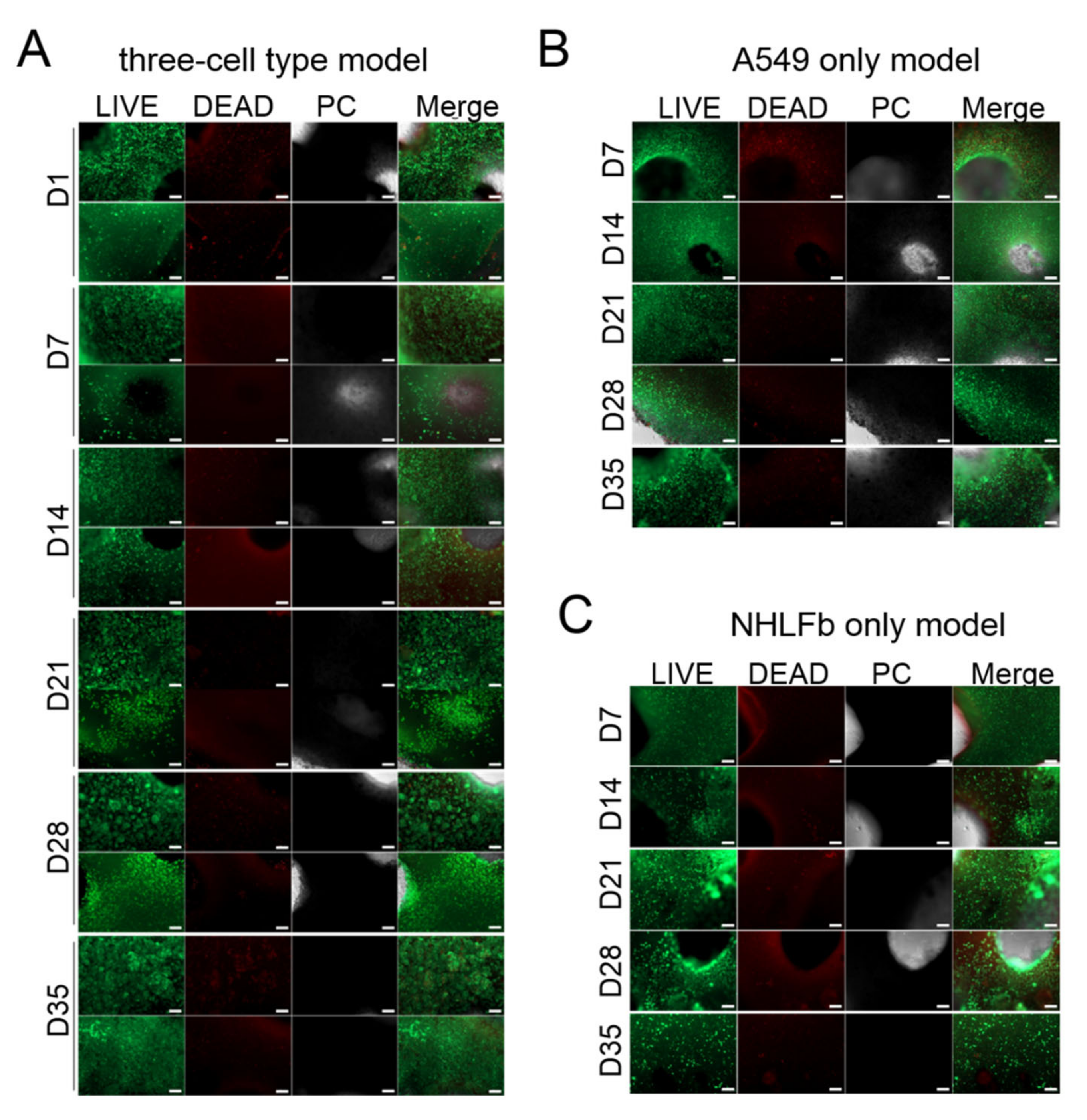 Viruses 13 01590 g003 550