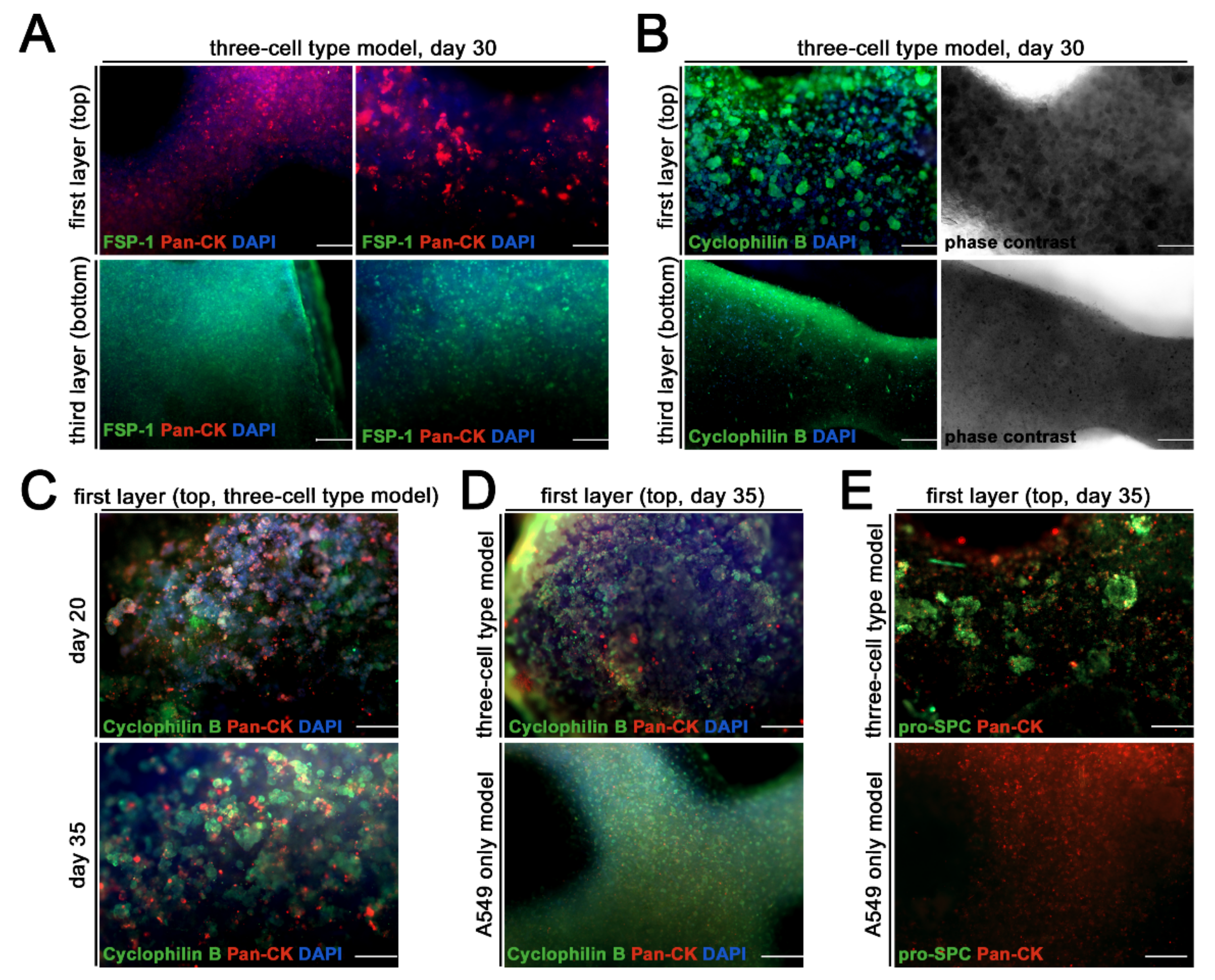 Viruses 13 01590 g004 550