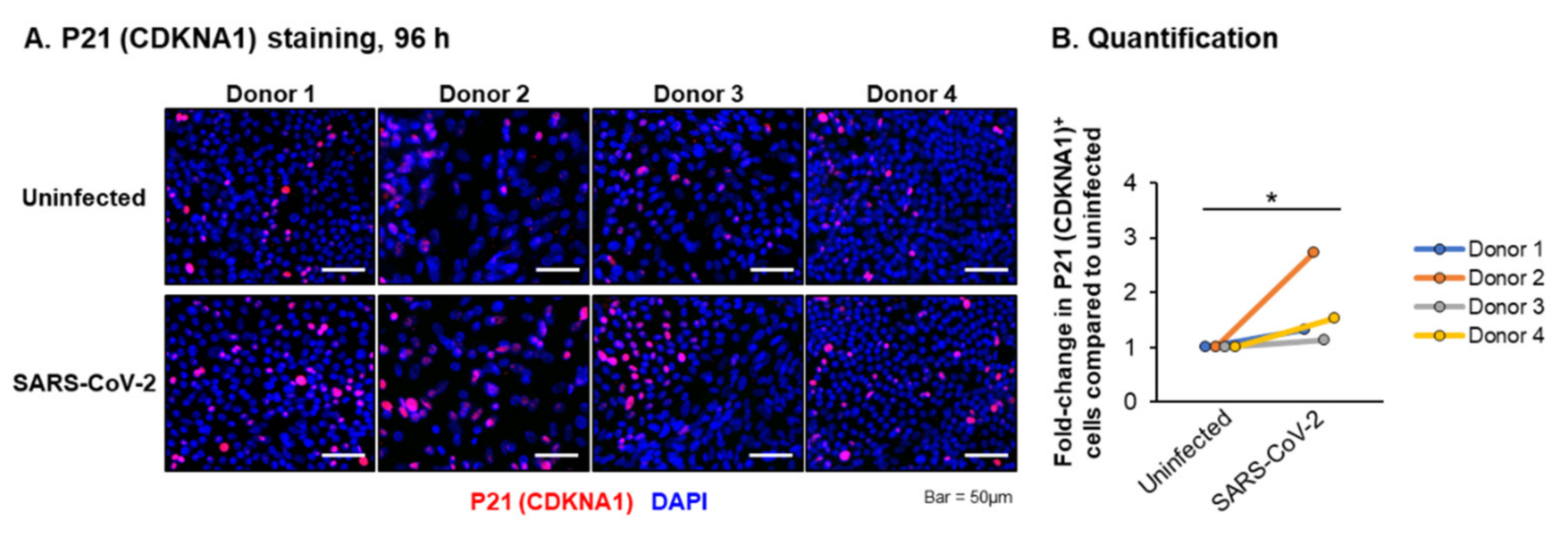 Viruses 13 01603 g006 550