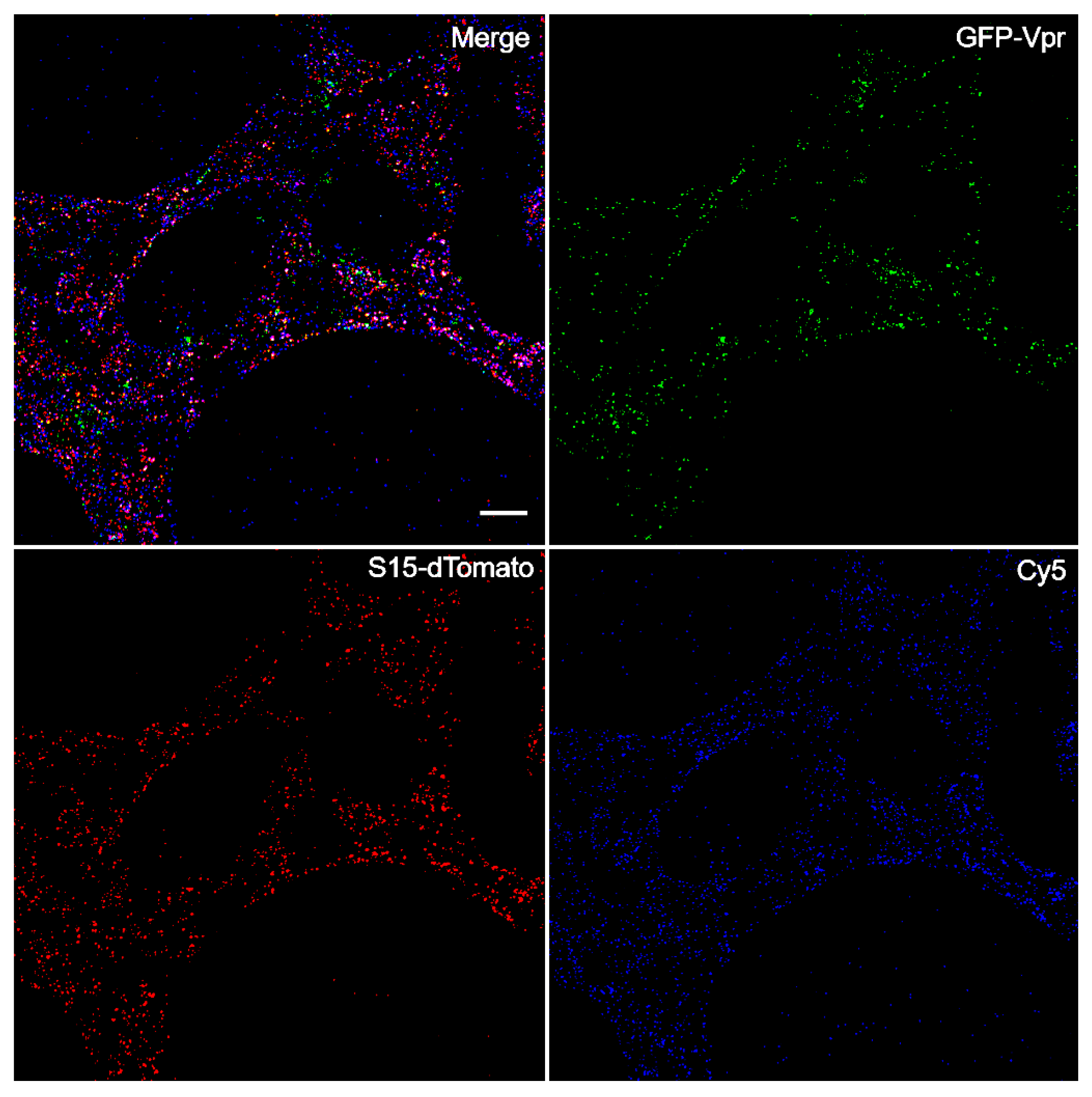 Viruses 13 01604 g002