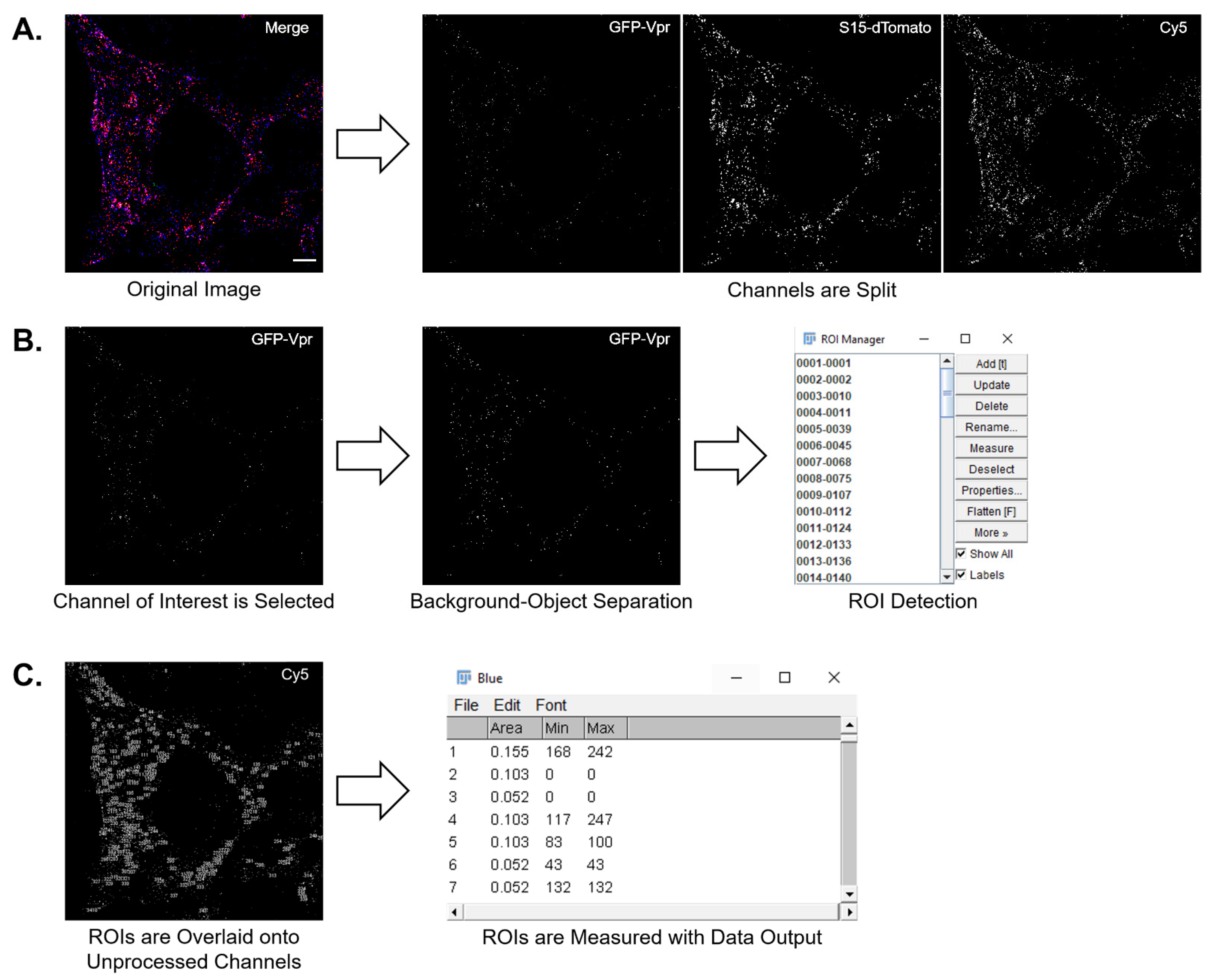 Viruses 13 01604 g003