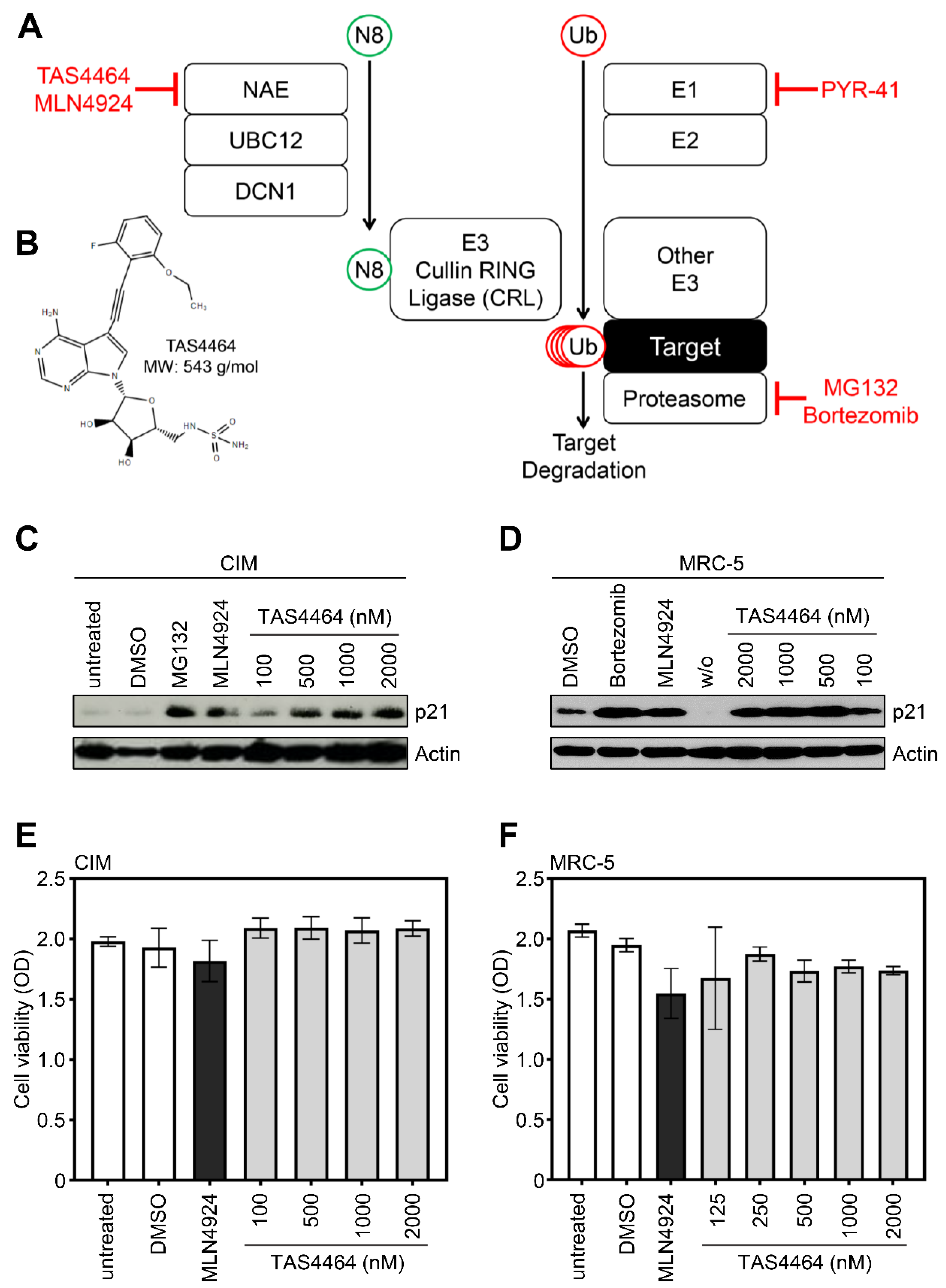 Viruses 13 01610 g001 550