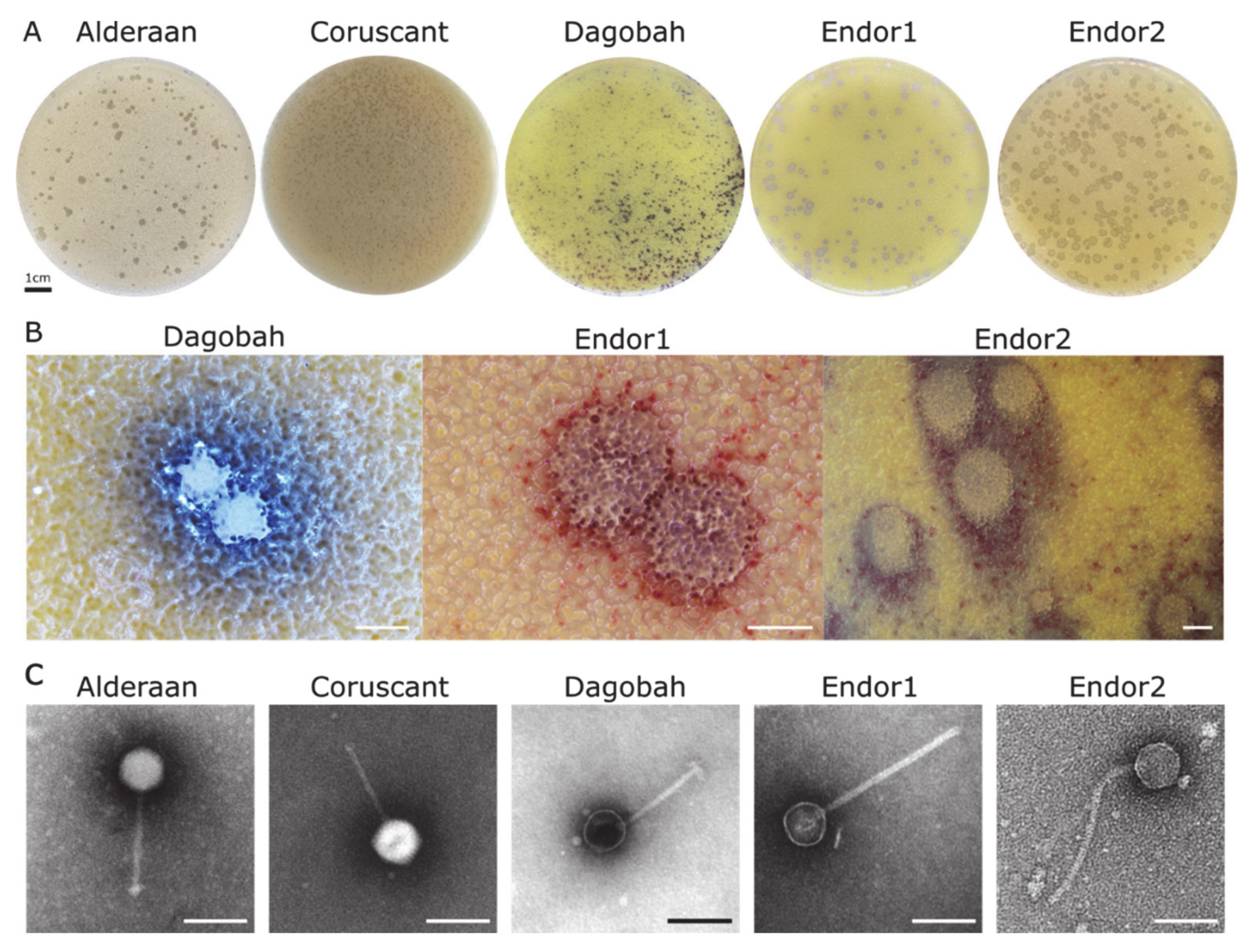 Viruses 13 01616 g001 550