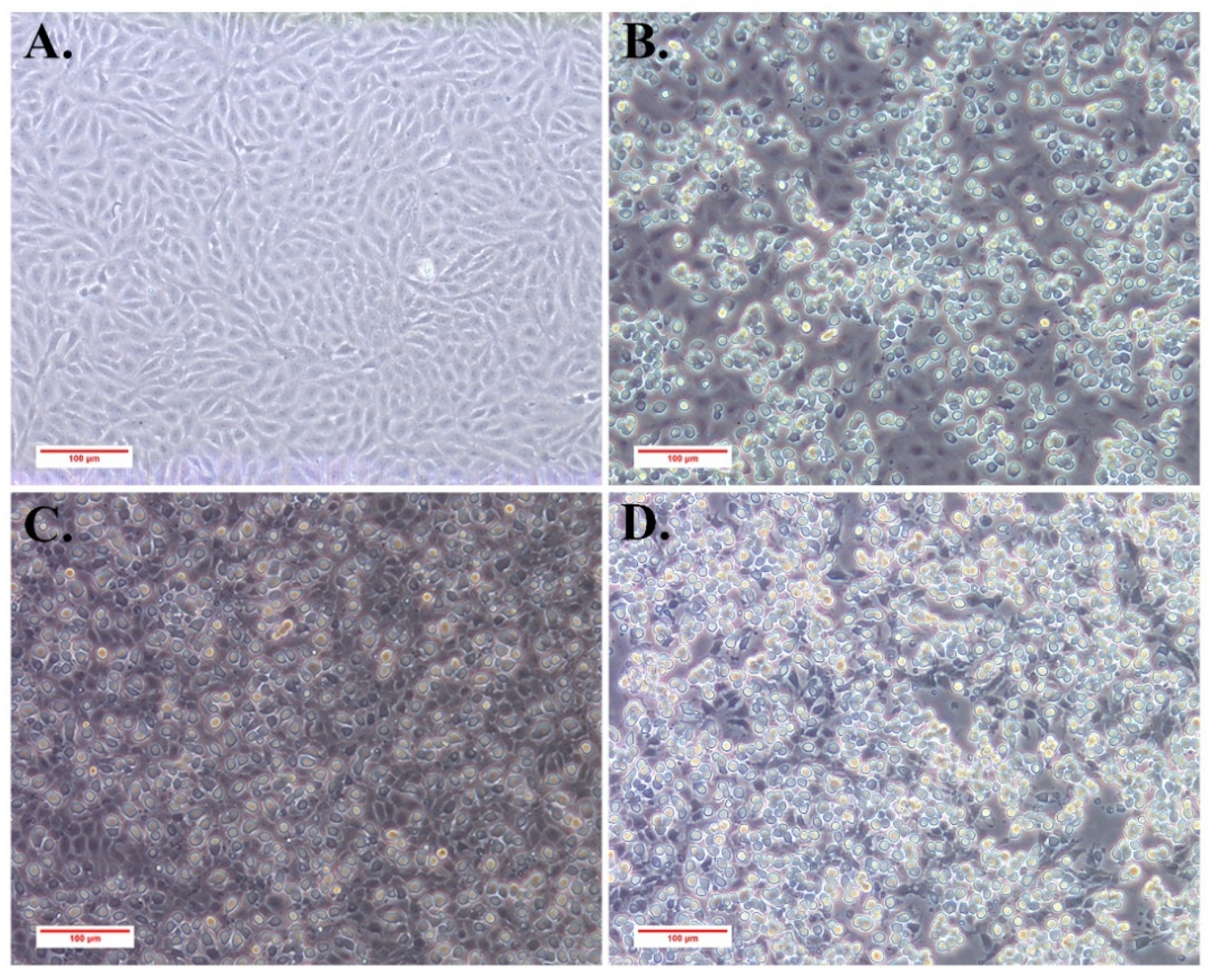 Viruses 13 01617 g002 550