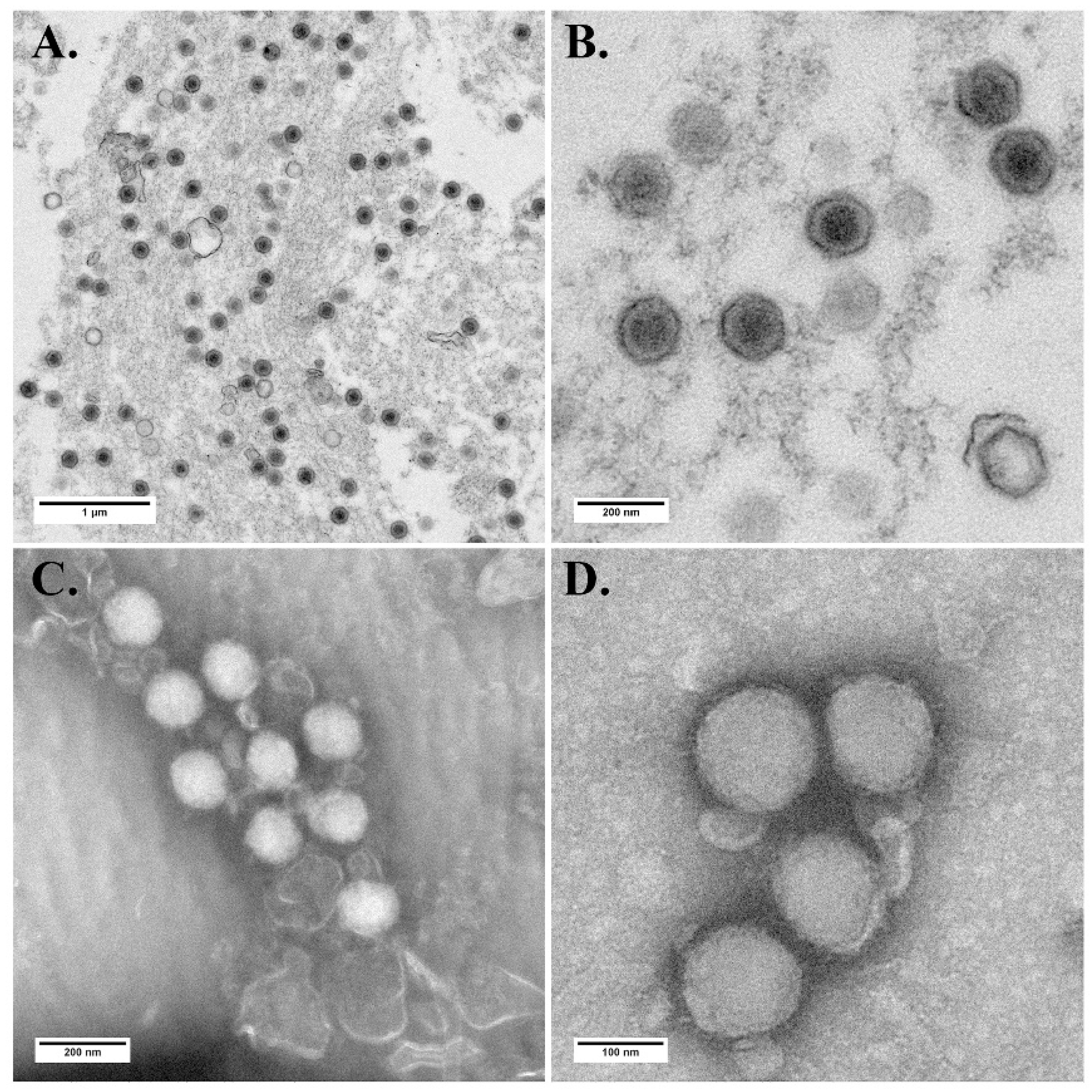 Viruses 13 01617 g003 550