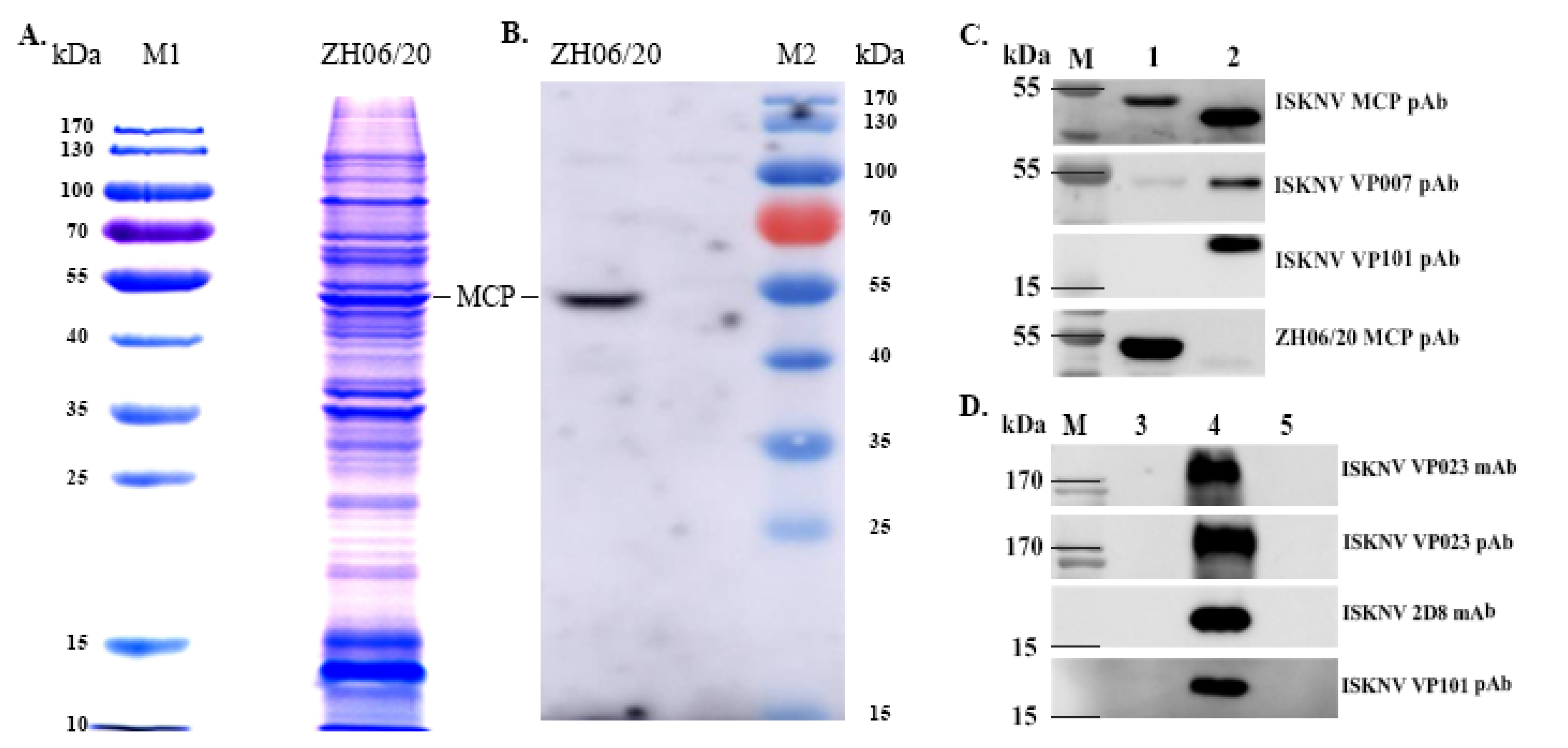 Viruses 13 01617 g006 550
