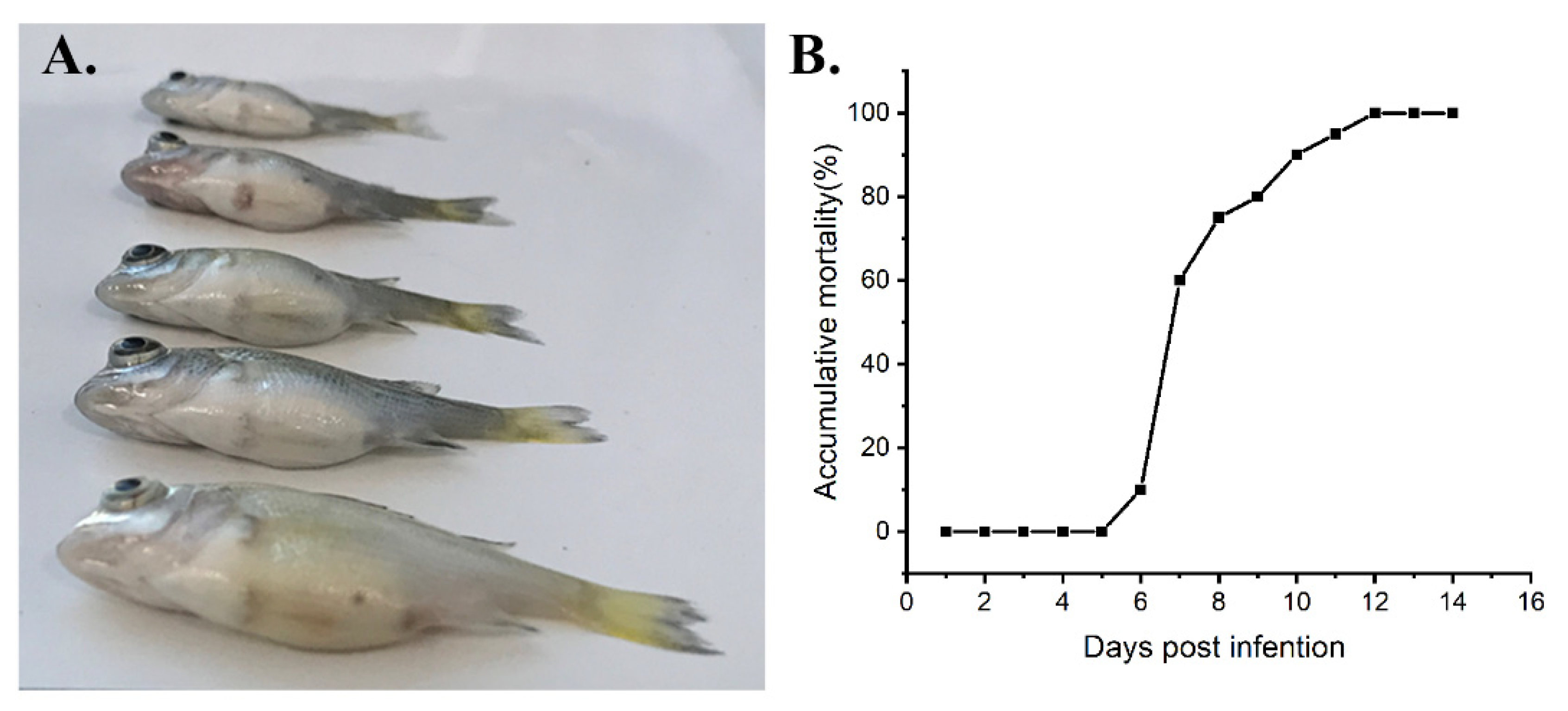 Viruses 13 01617 g007 550