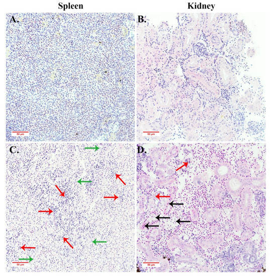 Viruses Free FullText Scale Drop Disease Virus Associated