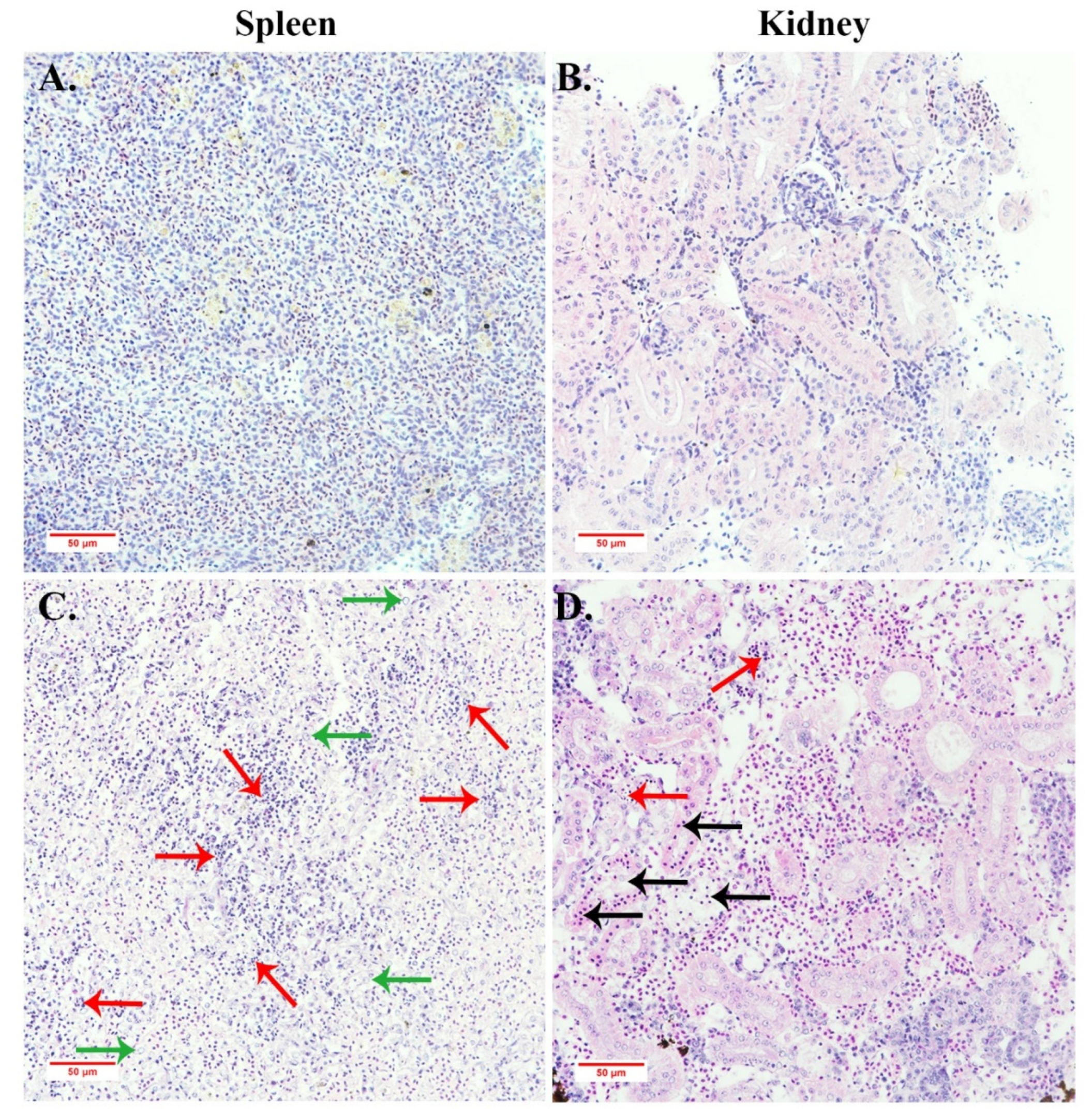 Viruses 13 01617 g008 550