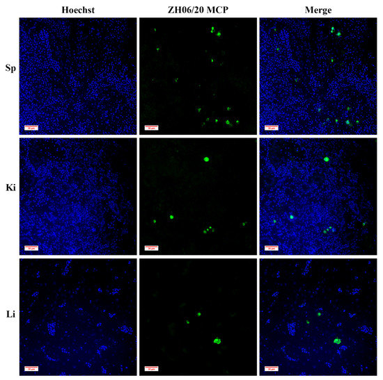 Viruses Free FullText Scale Drop Disease Virus Associated