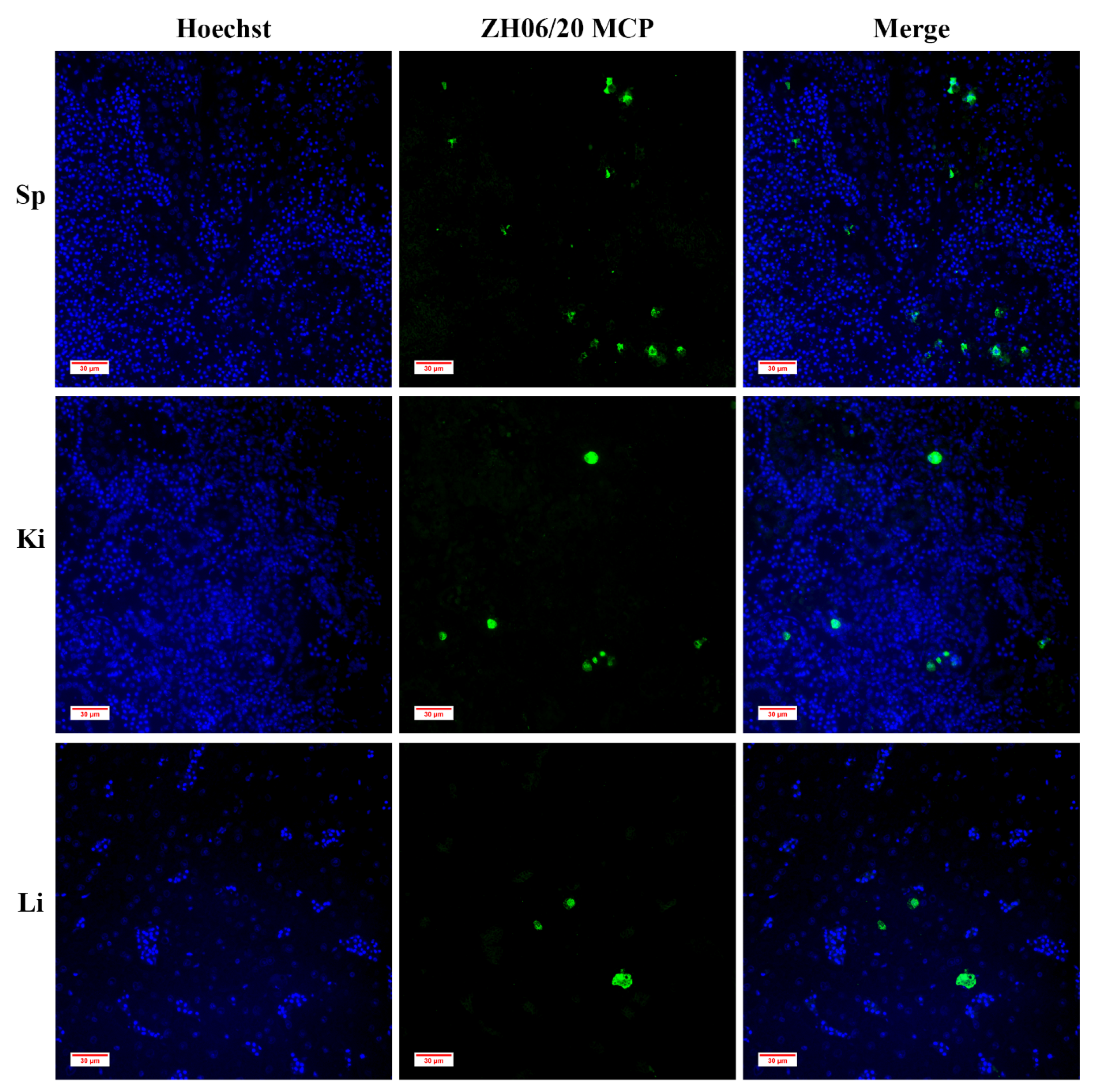 Viruses 13 01617 g009 550