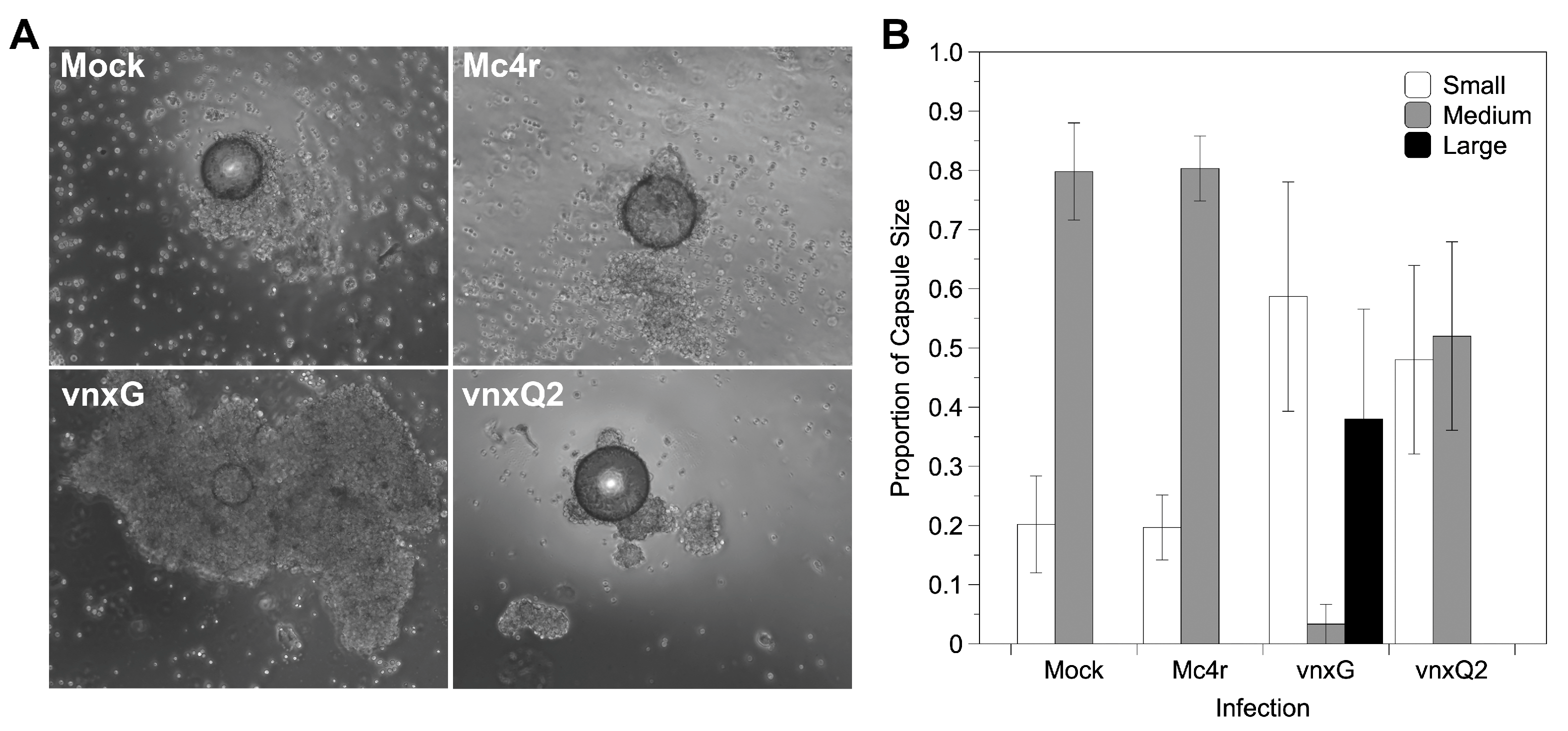 Viruses 13 01621 g006 550