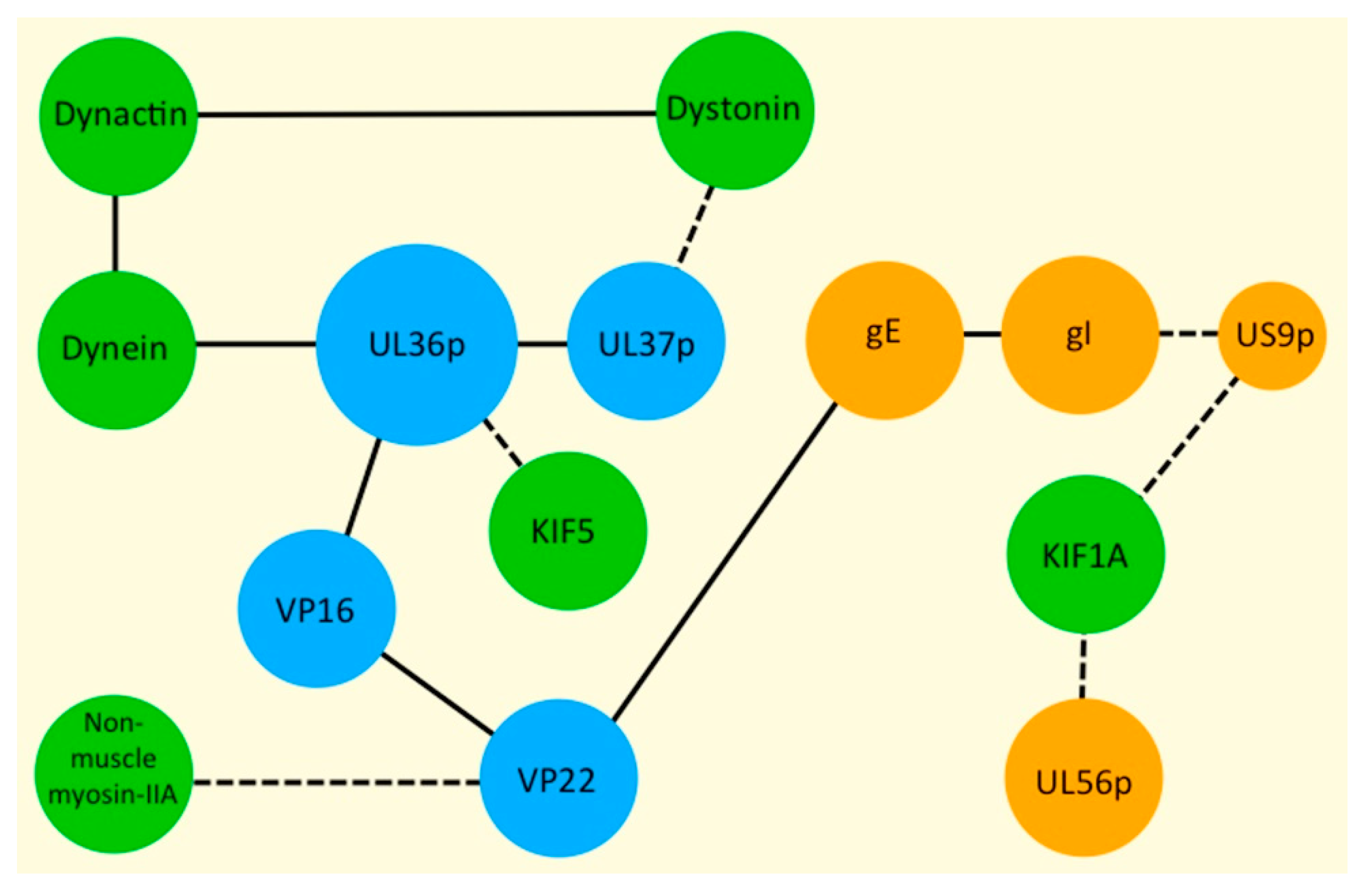 Viruses Free Full Text Motor Skills Recruitment Of Kinesins Myosins And Dynein During Assembly And Egress Of Alphaherpesviruses Html