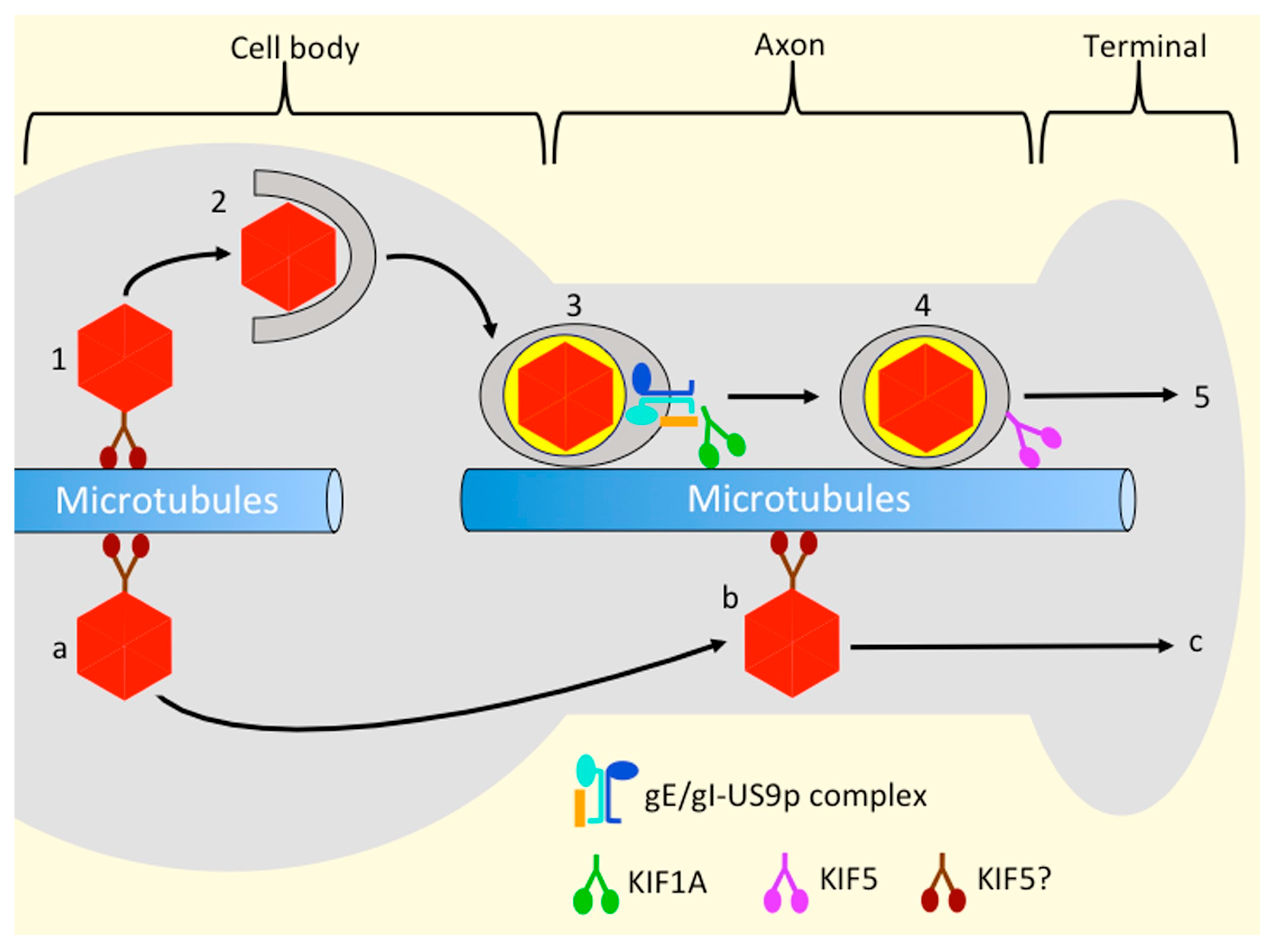 Viruses 13 01622 g003 Viruses 13 01622 g003