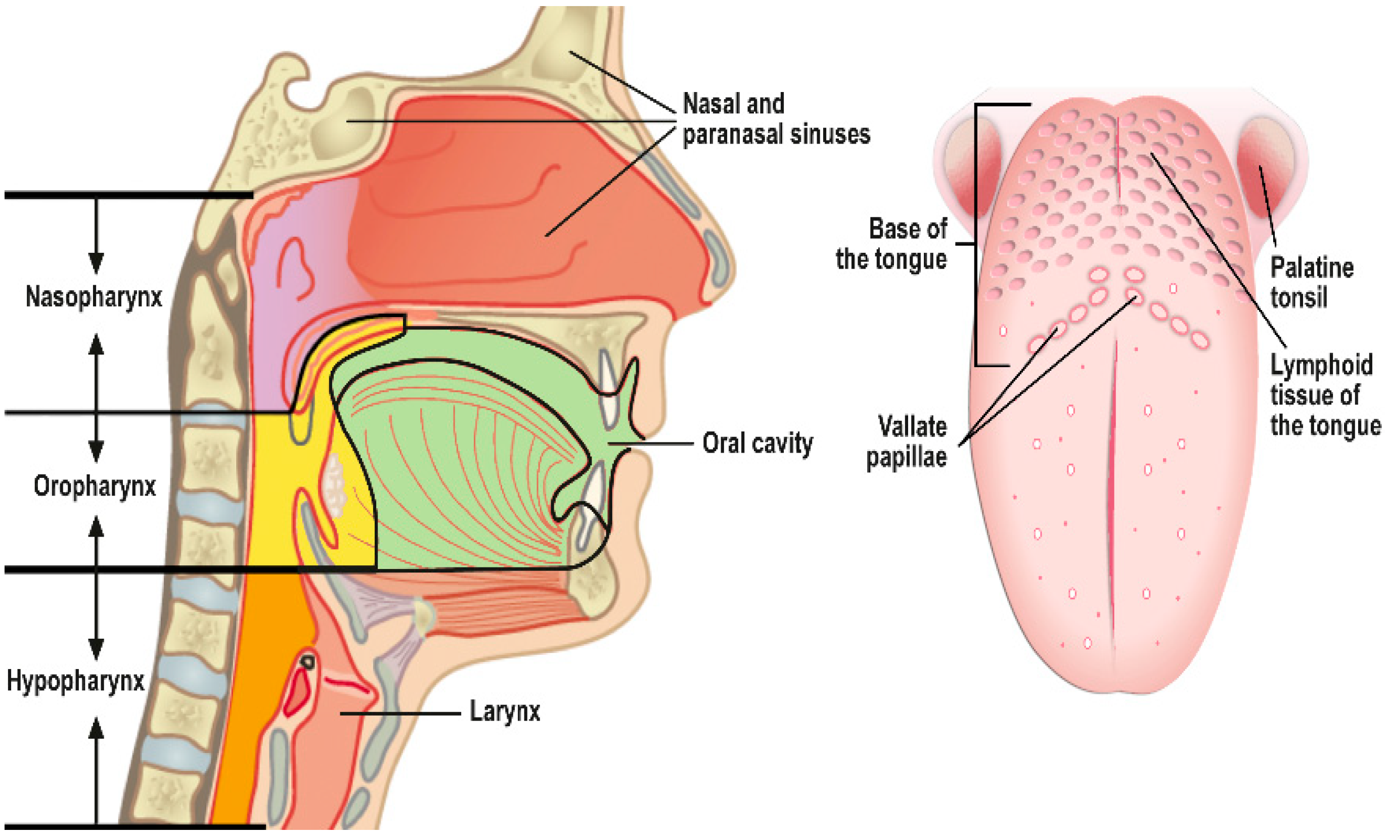 Icd 10 papilloma of tongue Papilloma of tongue icd 10