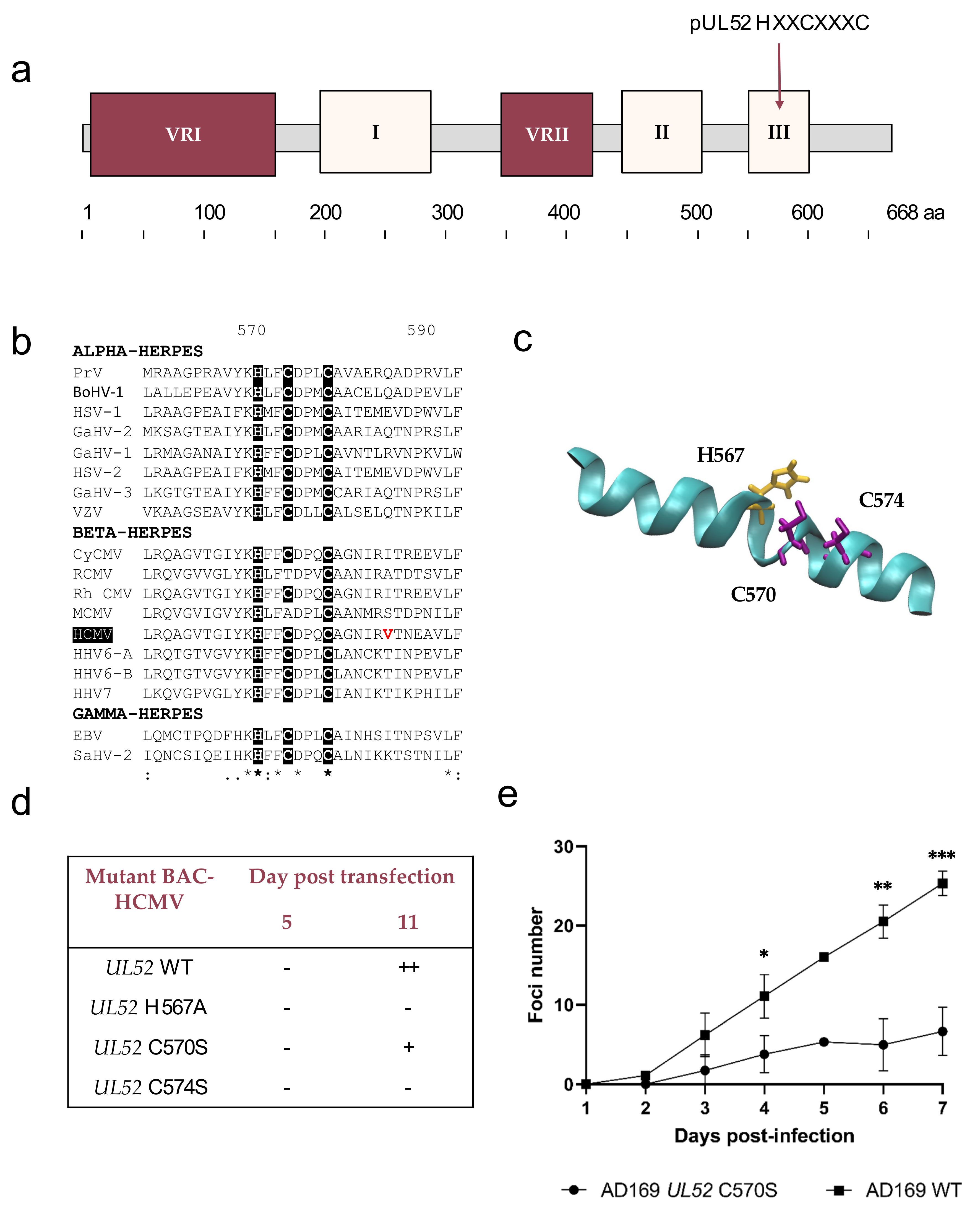 Viruses 13 01638 g005