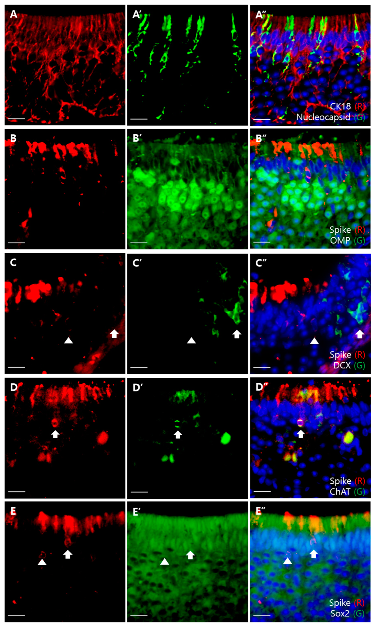 Viruses 13 01653 g004 550