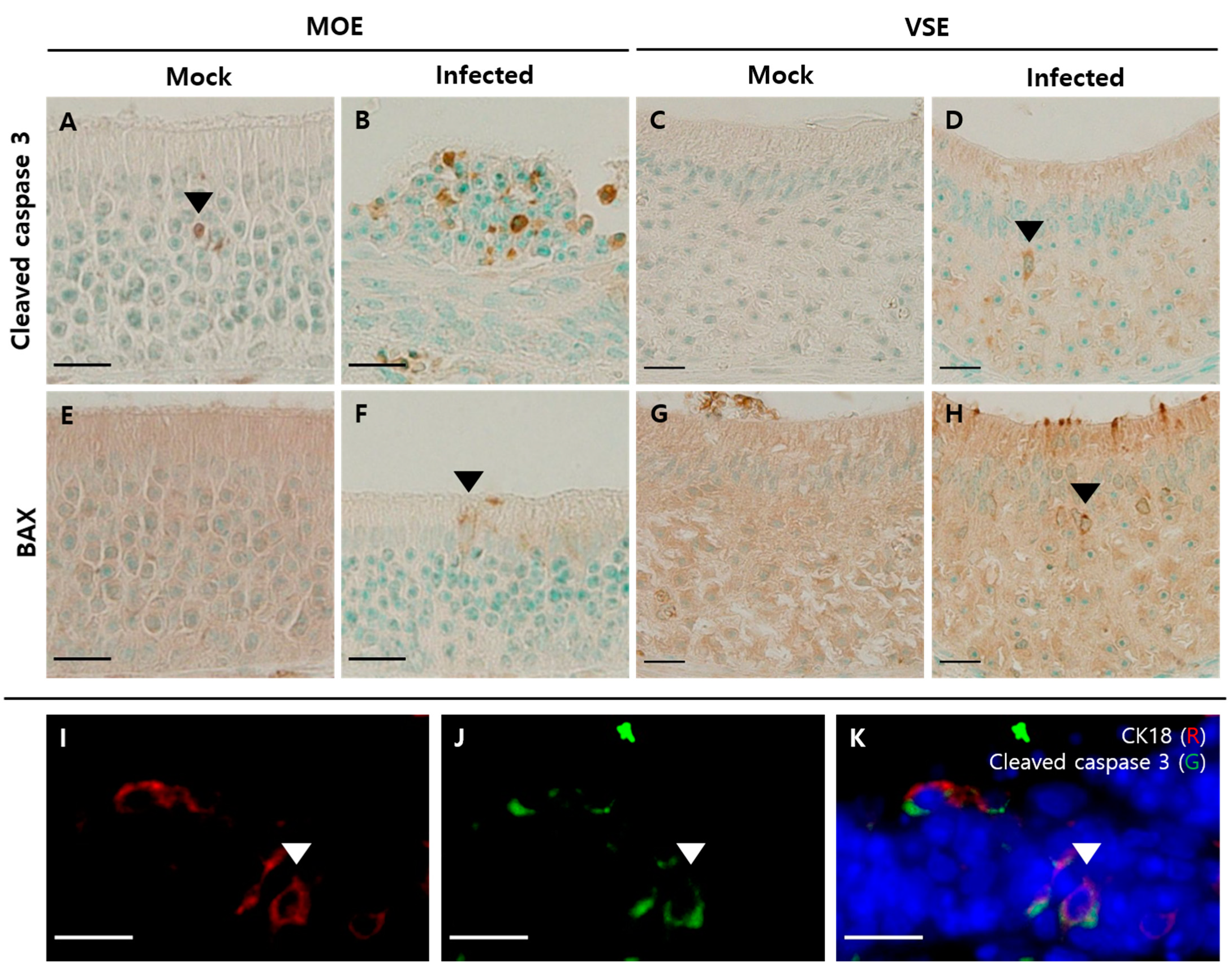 Viruses 13 01653 g007 550