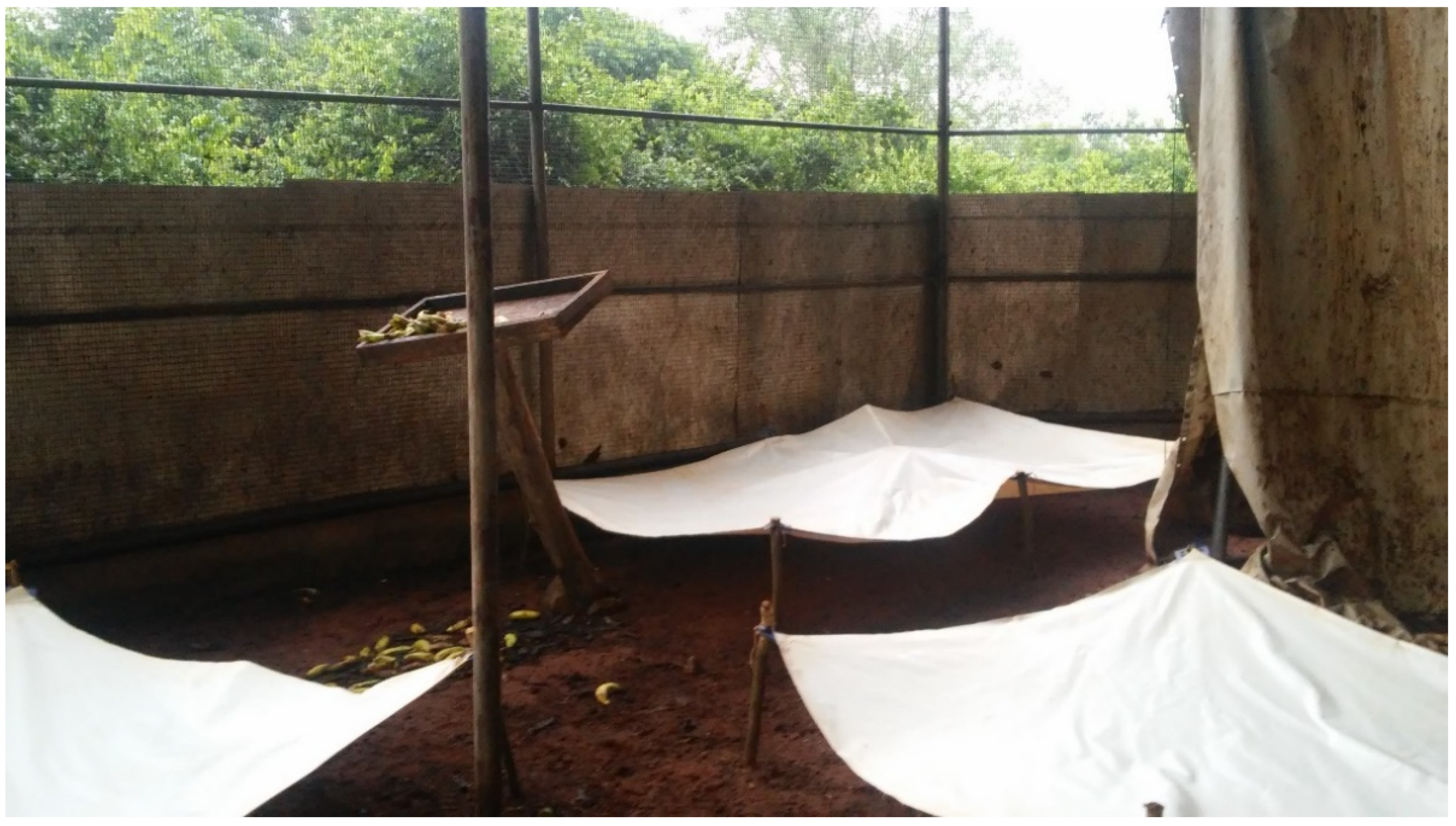 Viruses 13 01654 g001