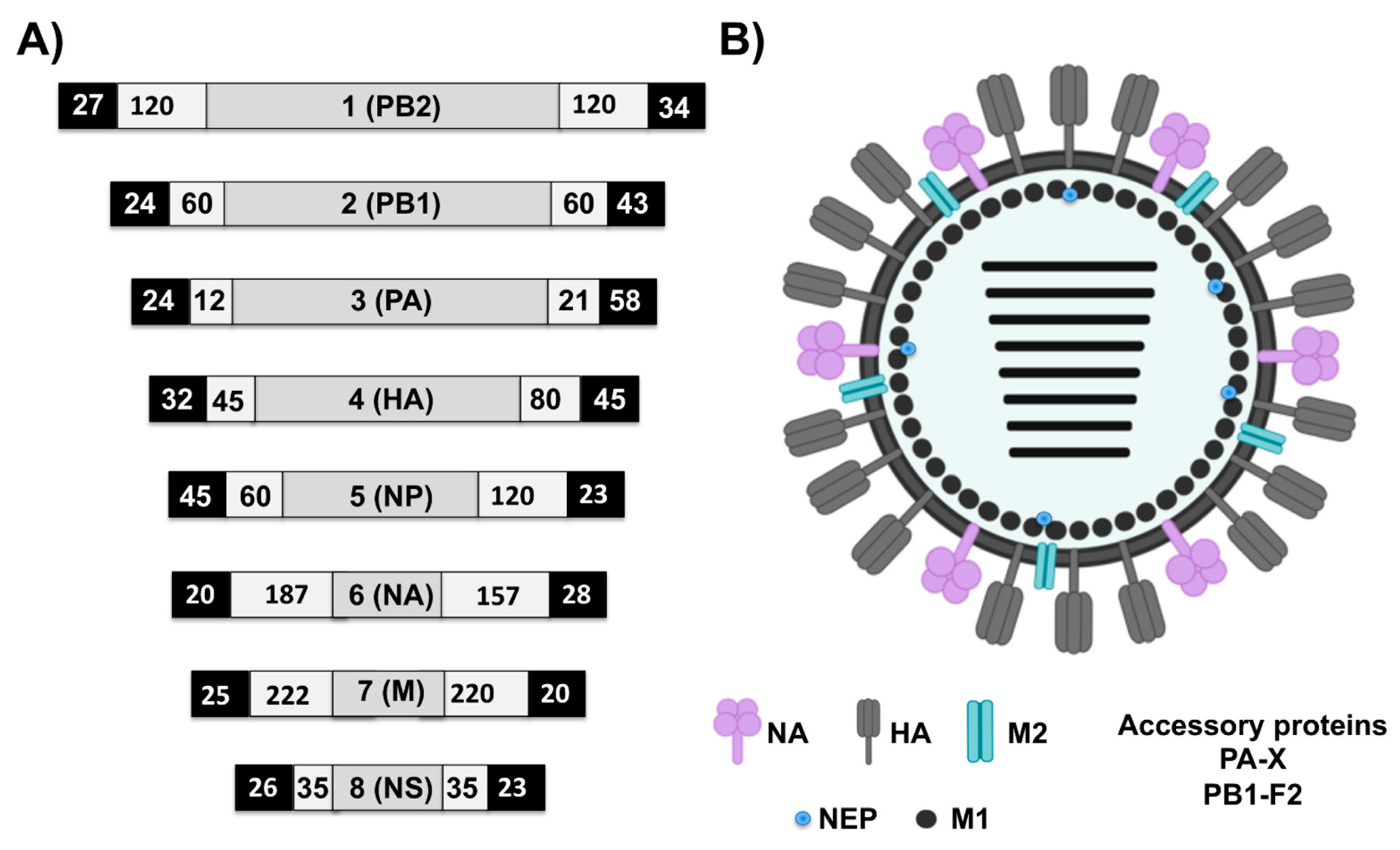 Viruses 13 01657 g003