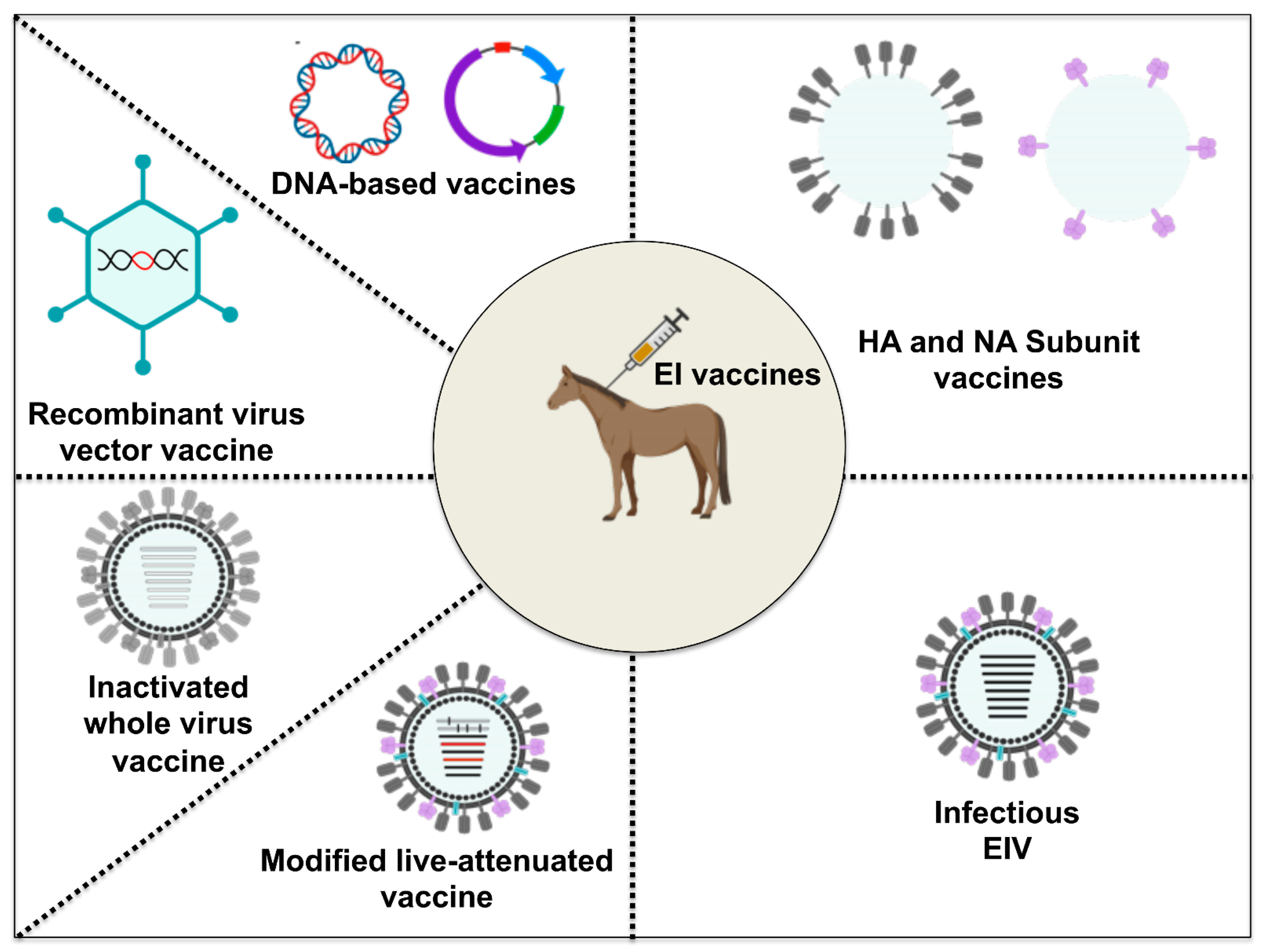 Viruses 13 01657 g005
