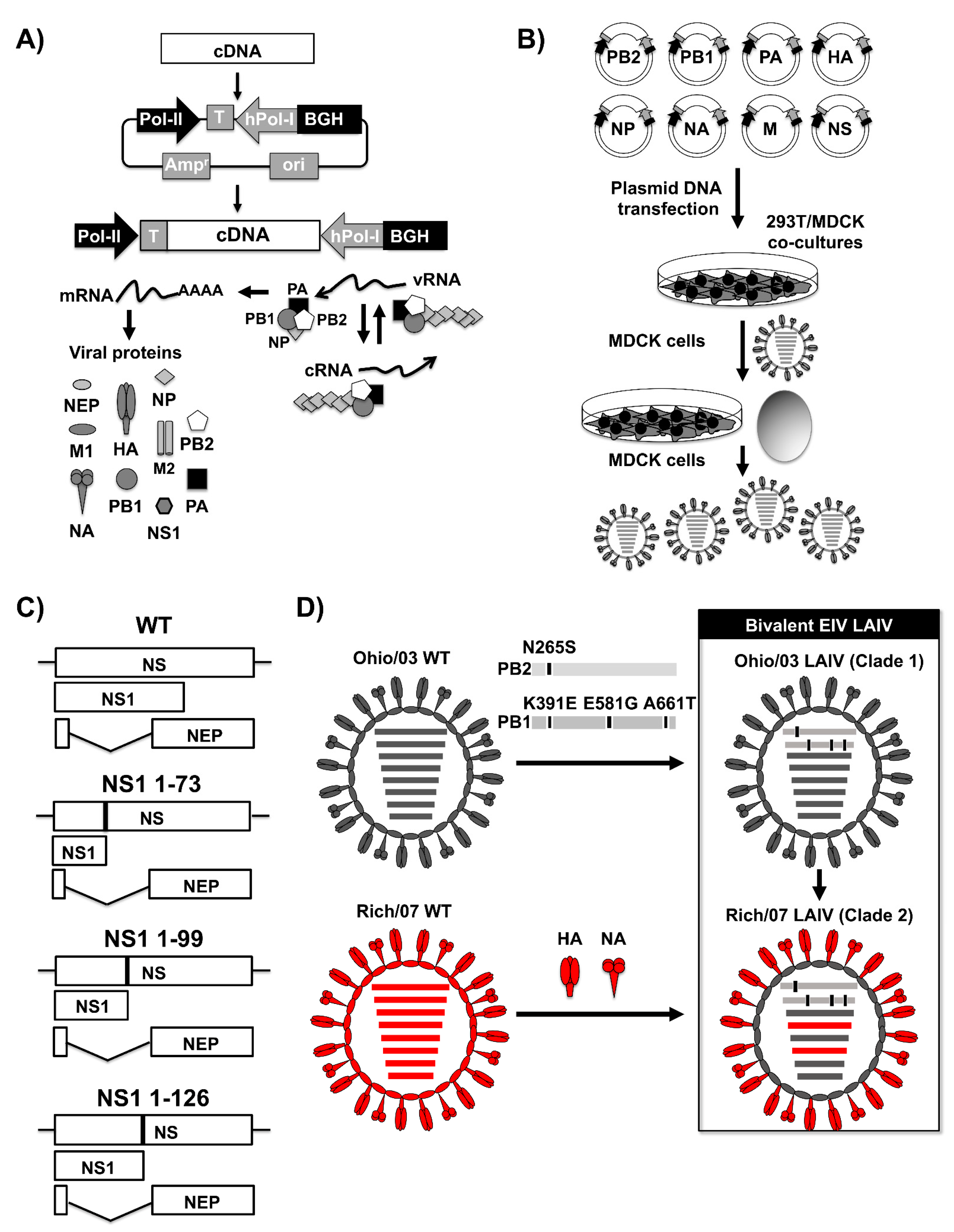 Viruses 13 01657 g006
