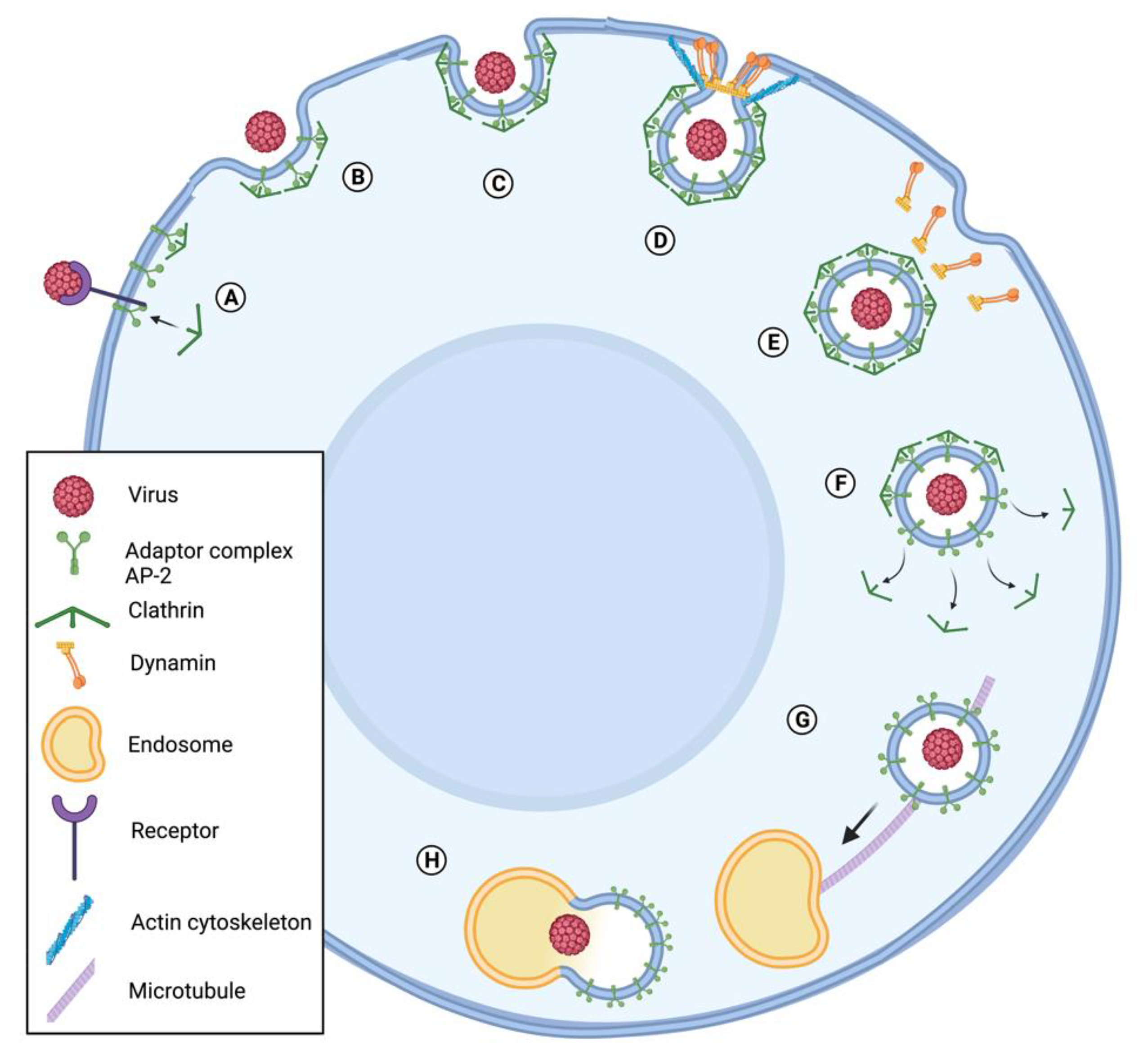 Viruses 13 01658 g001 Viruses 13 01658 g001