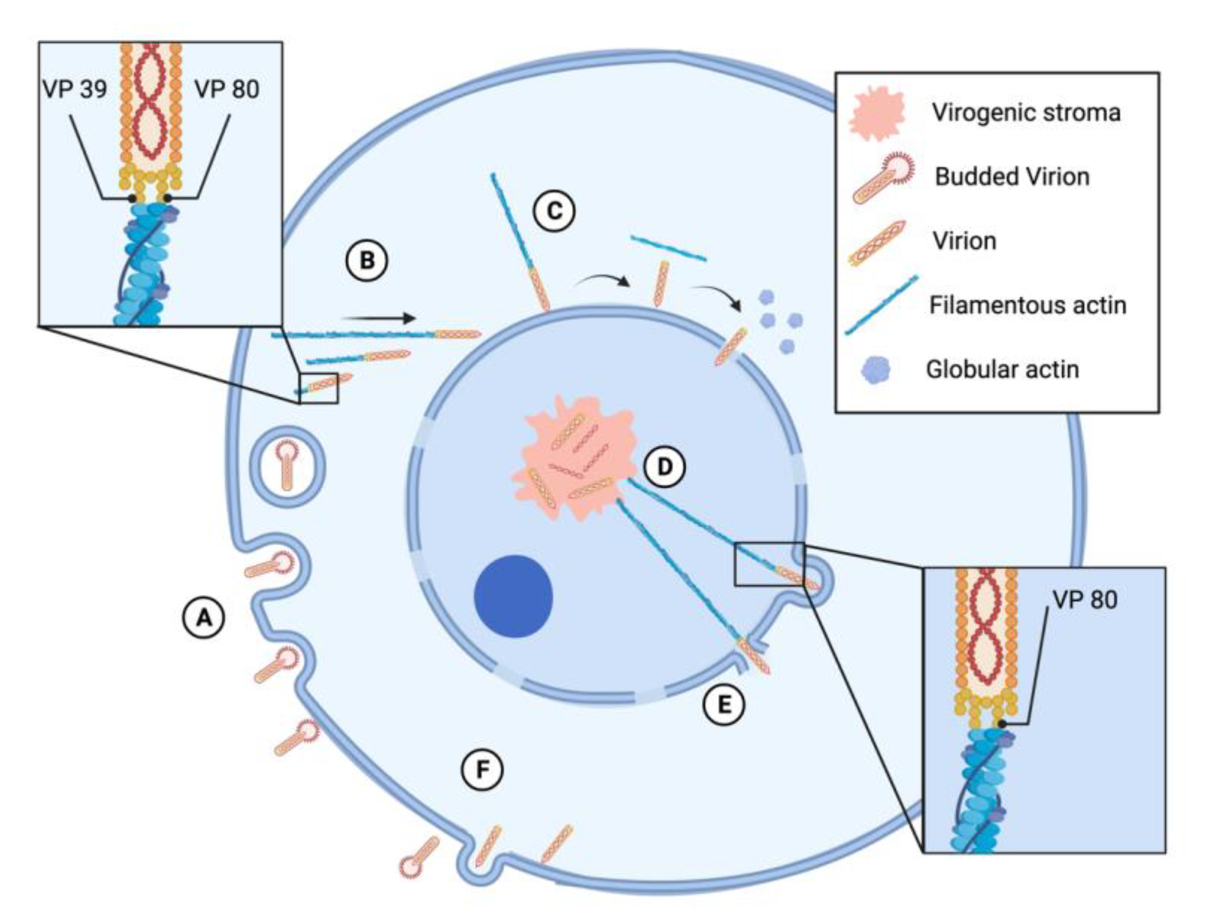 Viruses 13 01658 g002 Viruses 13 01658 g002
