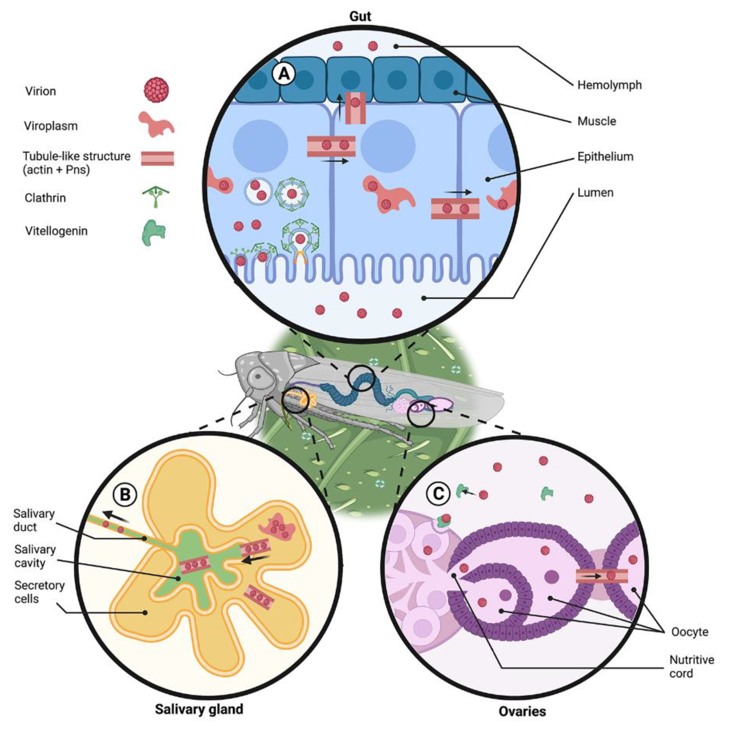 Viruses 13 01658 g003 Viruses 13 01658 g003
