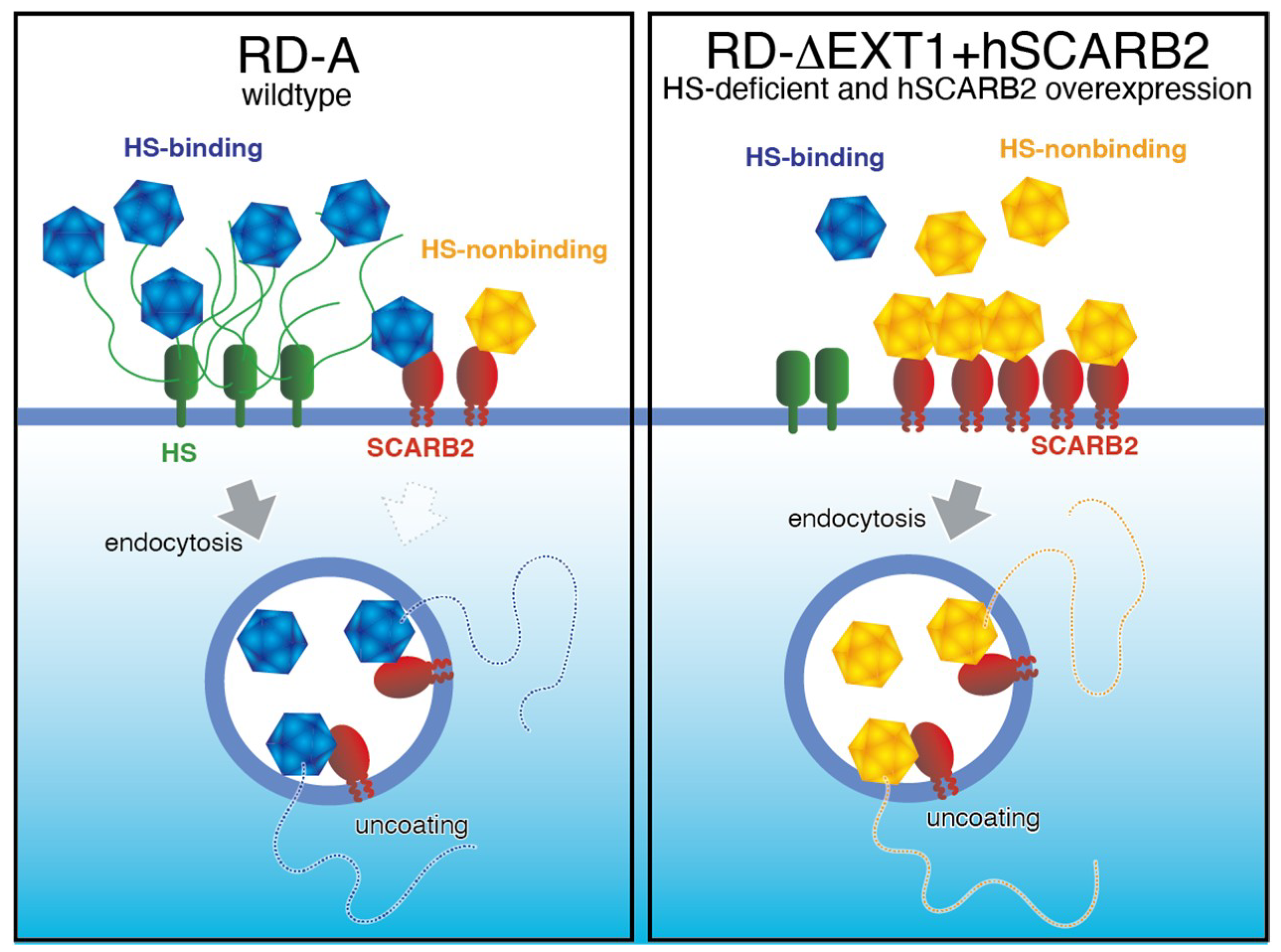 Viruses 13 01661 g001 550