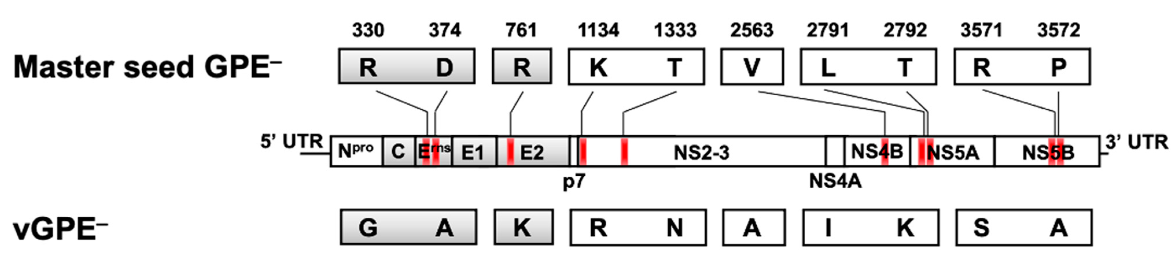 Viruses 13 01672 g001
