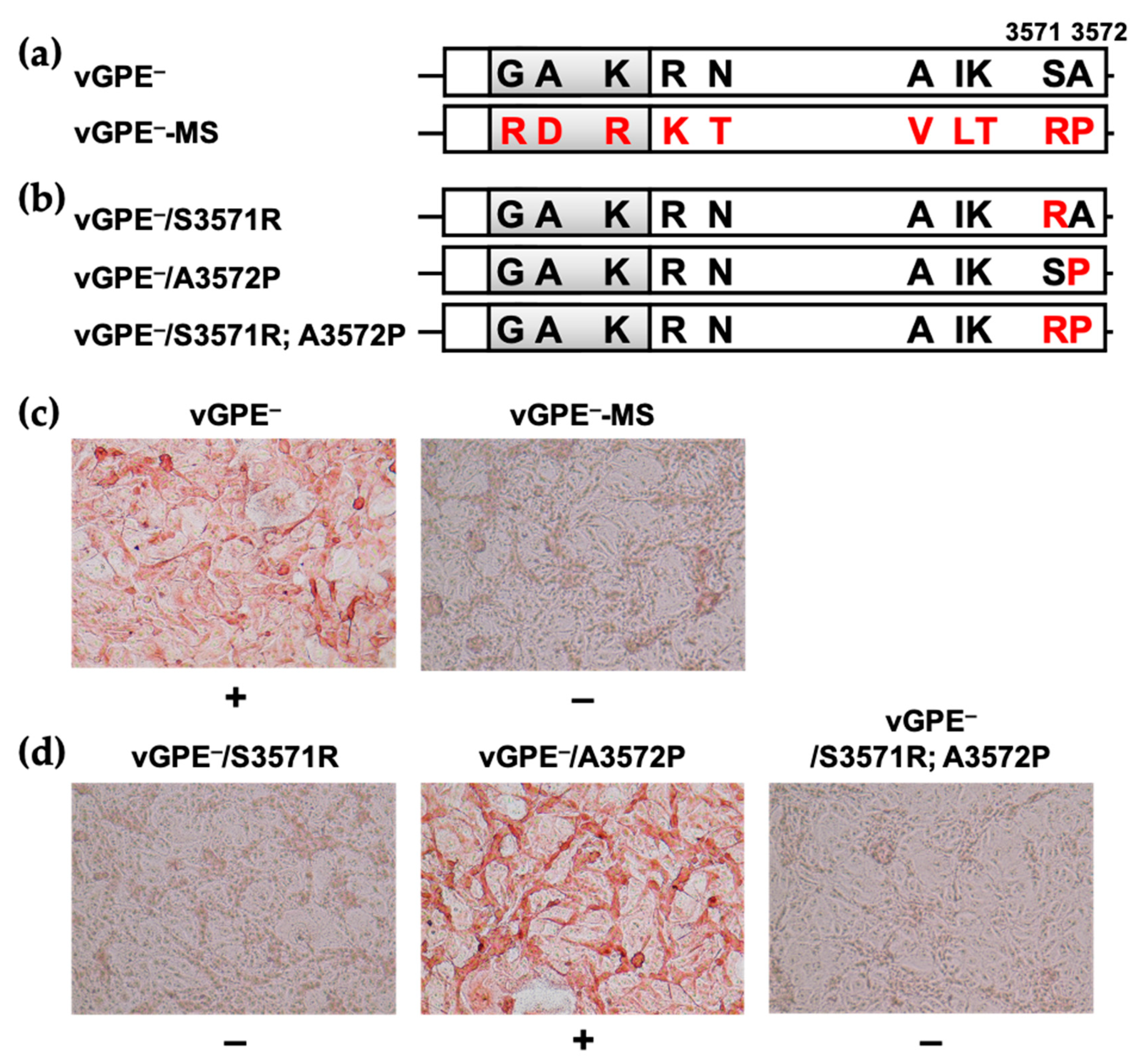 Viruses 13 01672 g002