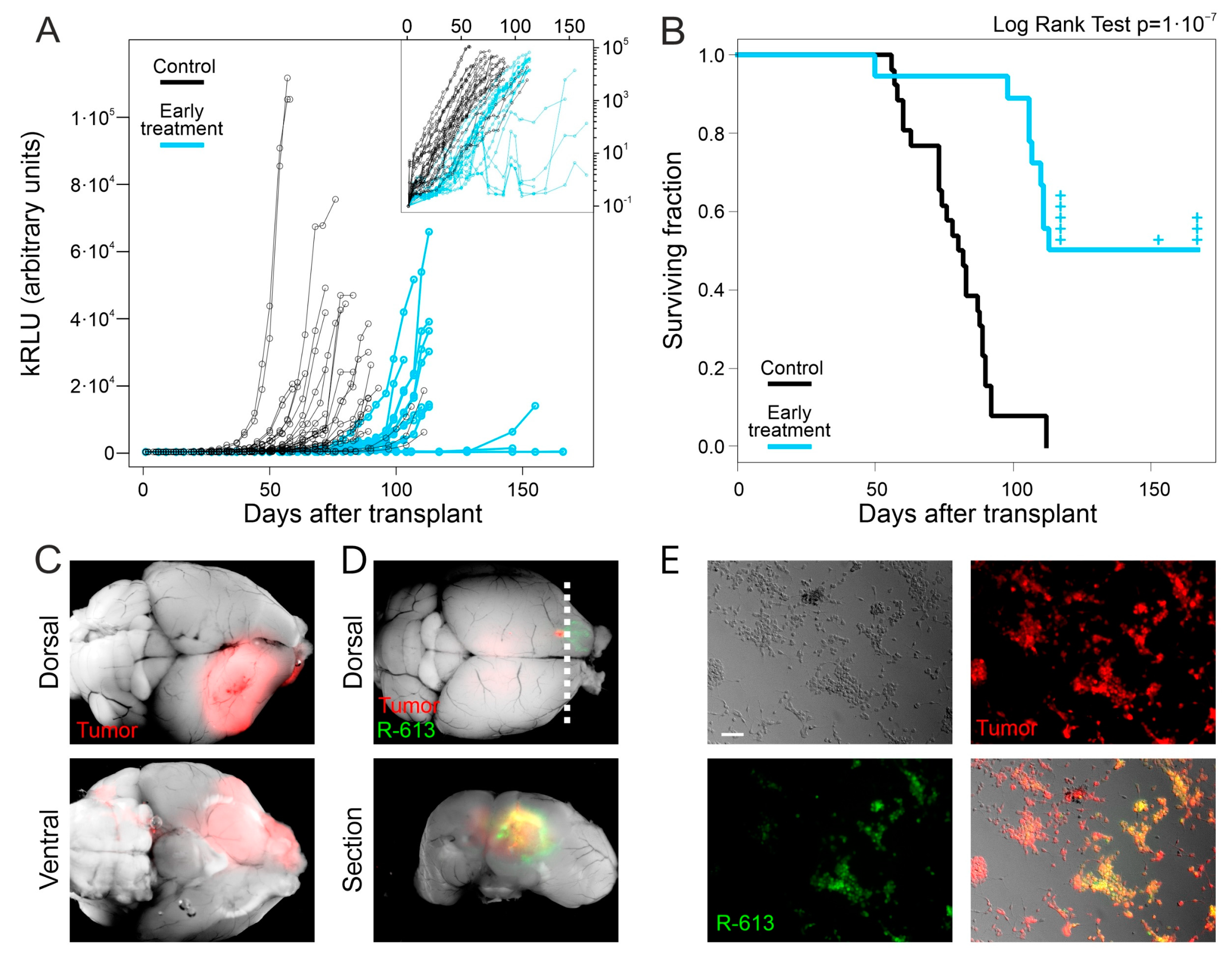 Viruses 13 01677 g002
