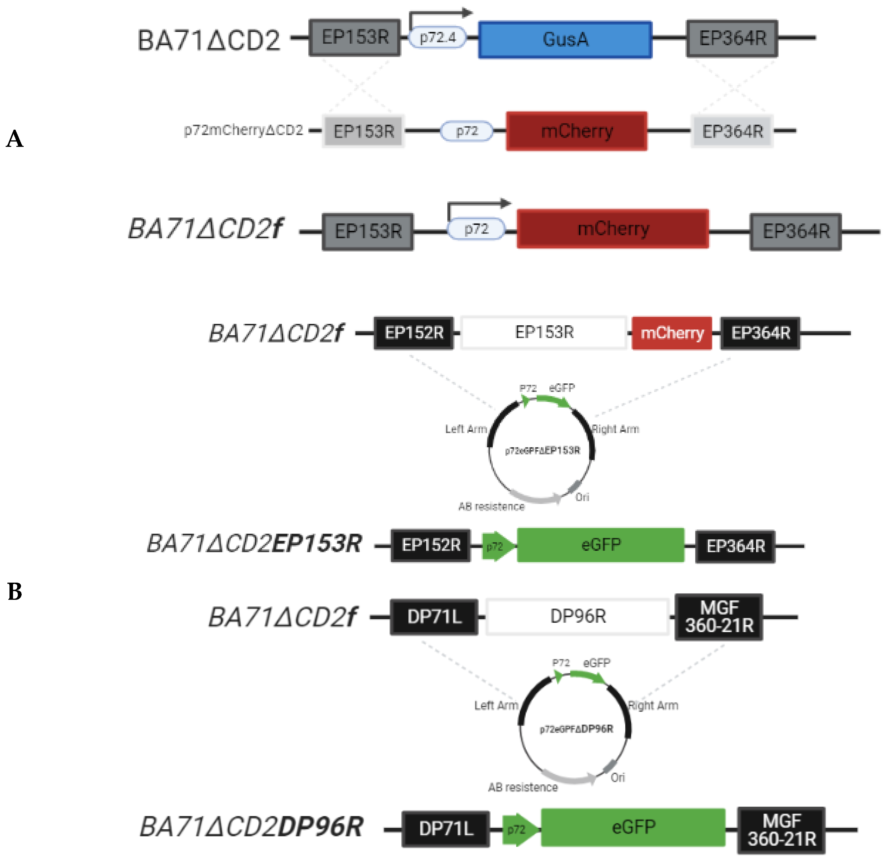 Viruses 13 01678 g001