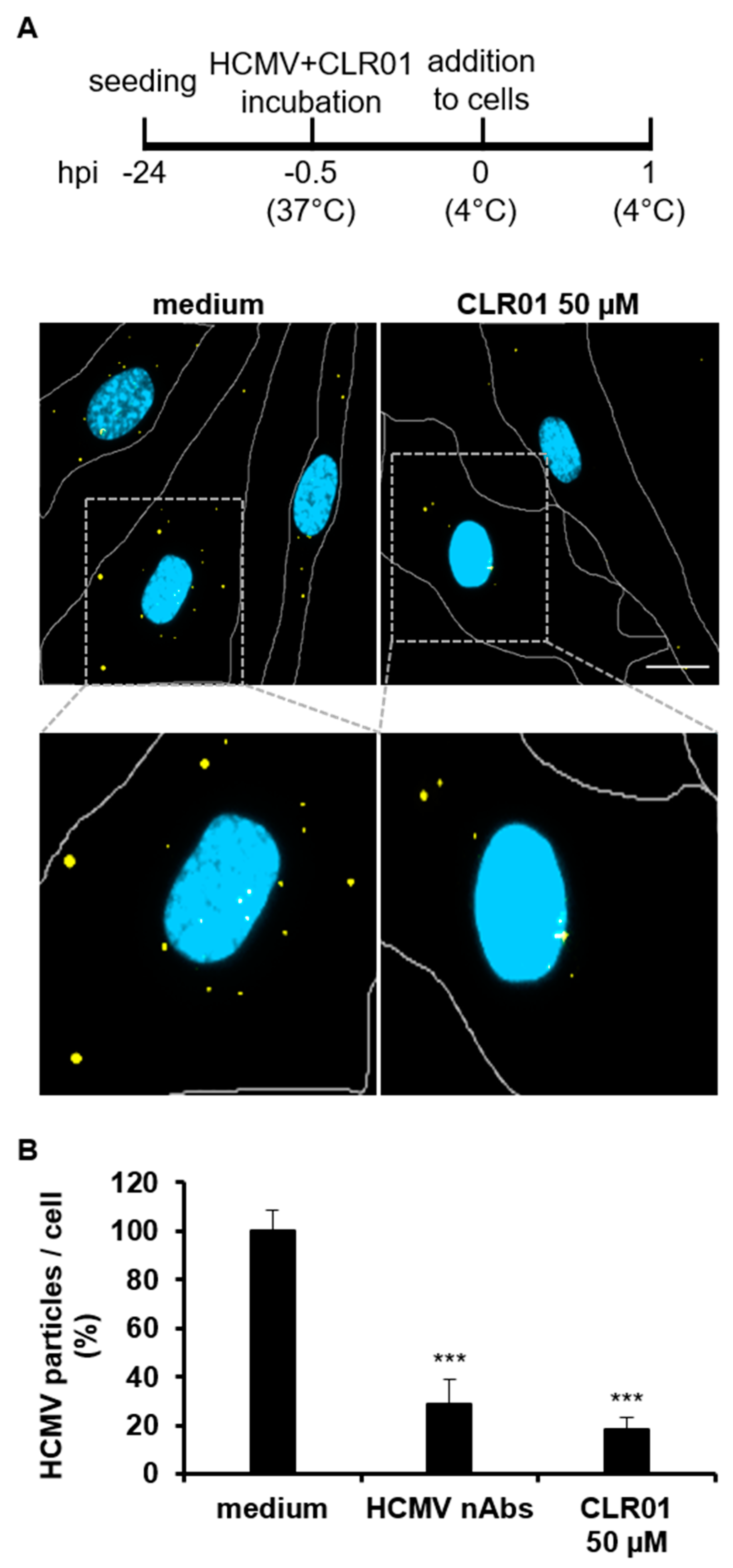 Viruses 13 01685 g002 550
